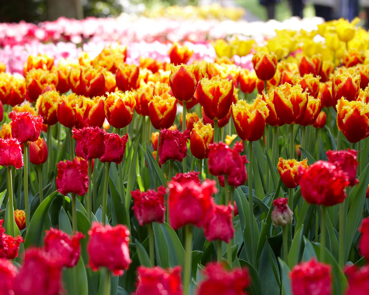 Tulip 'Fabio' - Image 4