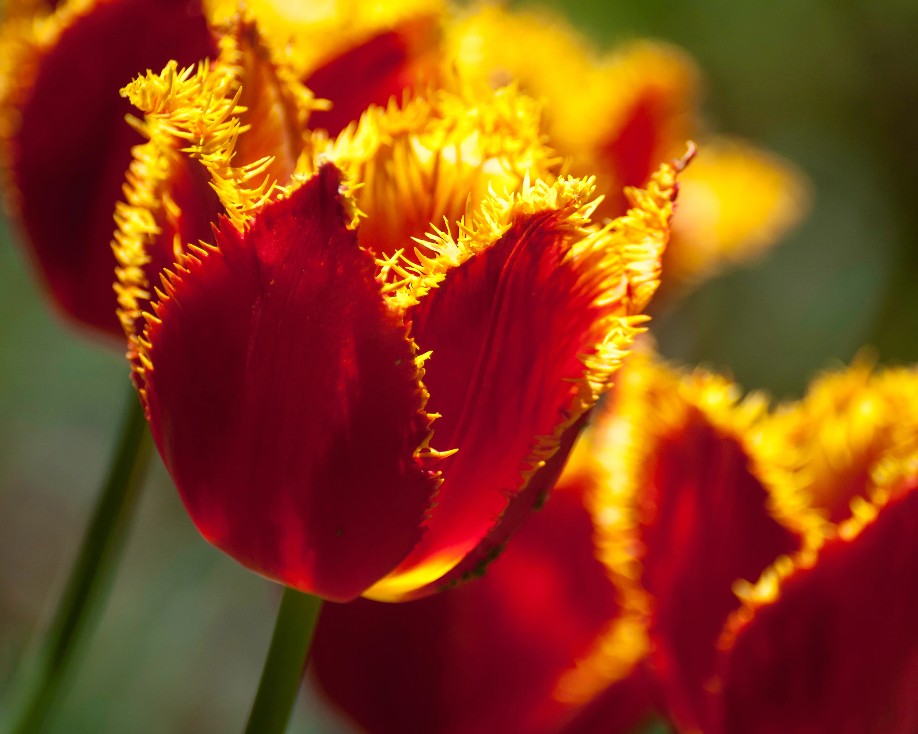 Tulip 'Fabio' - Image 5