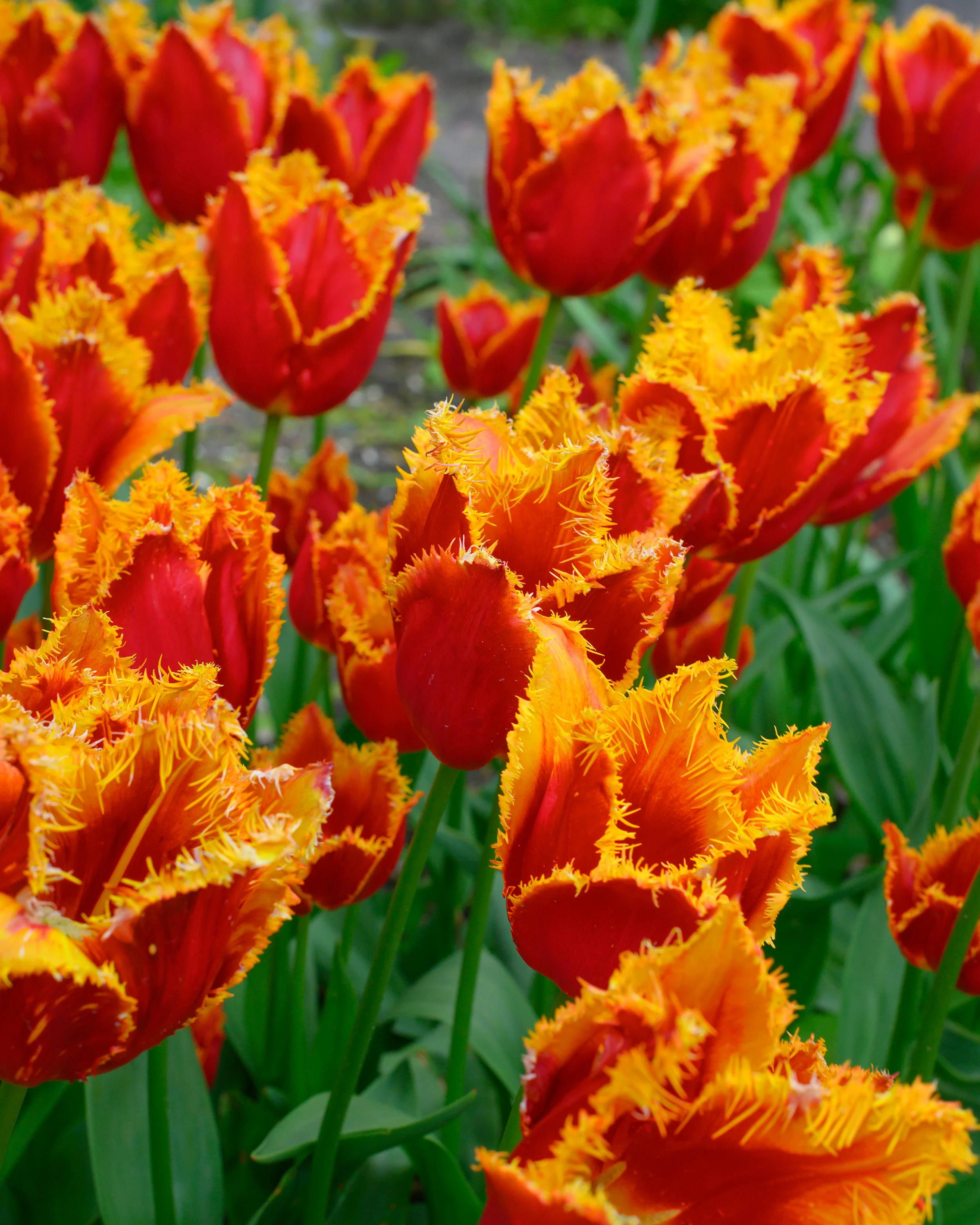 Tulip 'Fabio' - Image 8