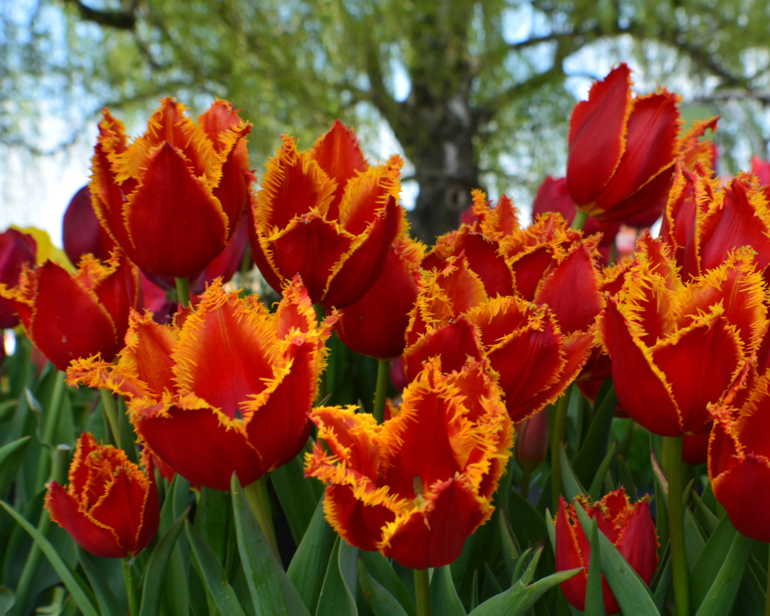 Tulip 'Fabio' - Image 9