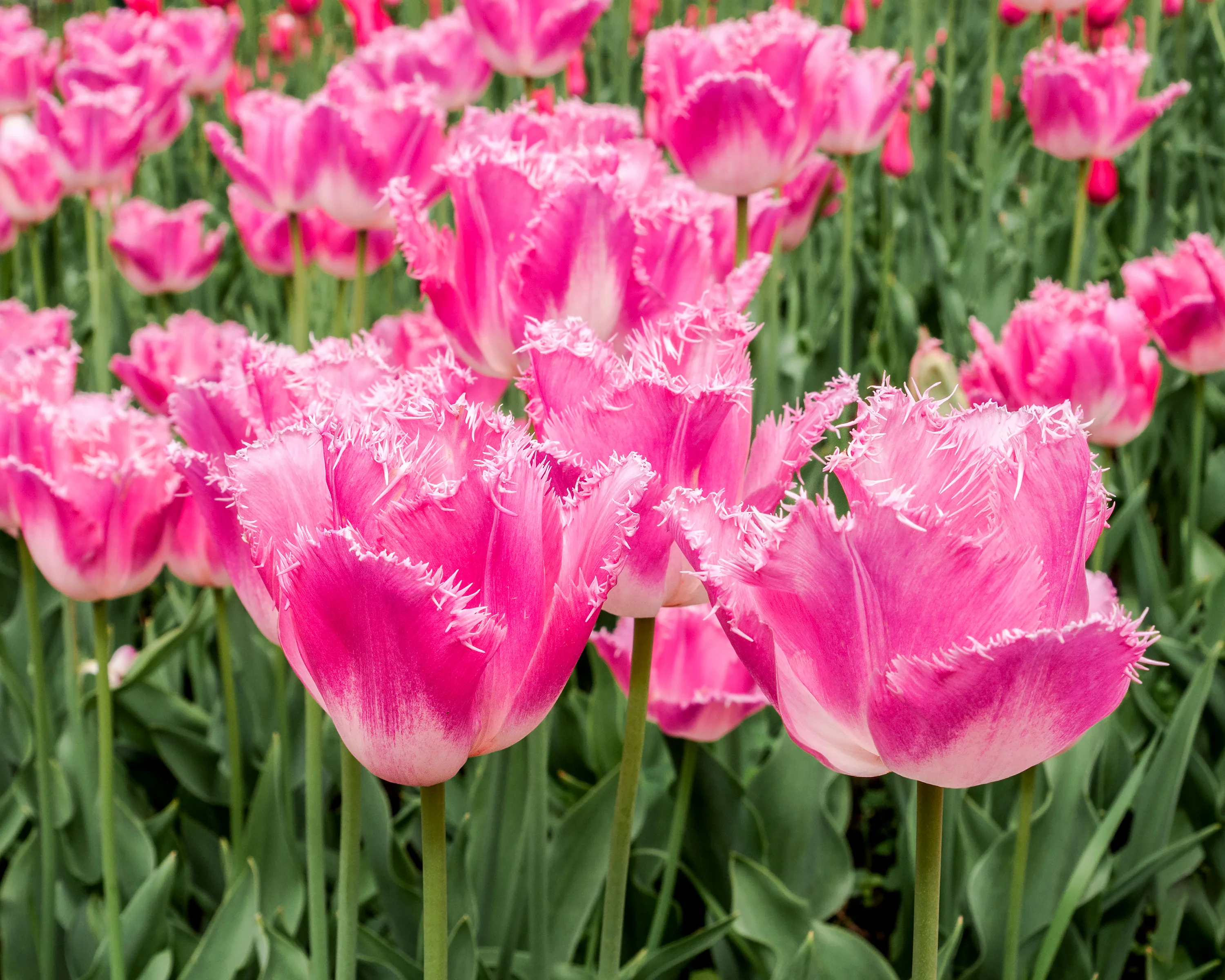 Tulip 'Fancy Frills' - Image 7