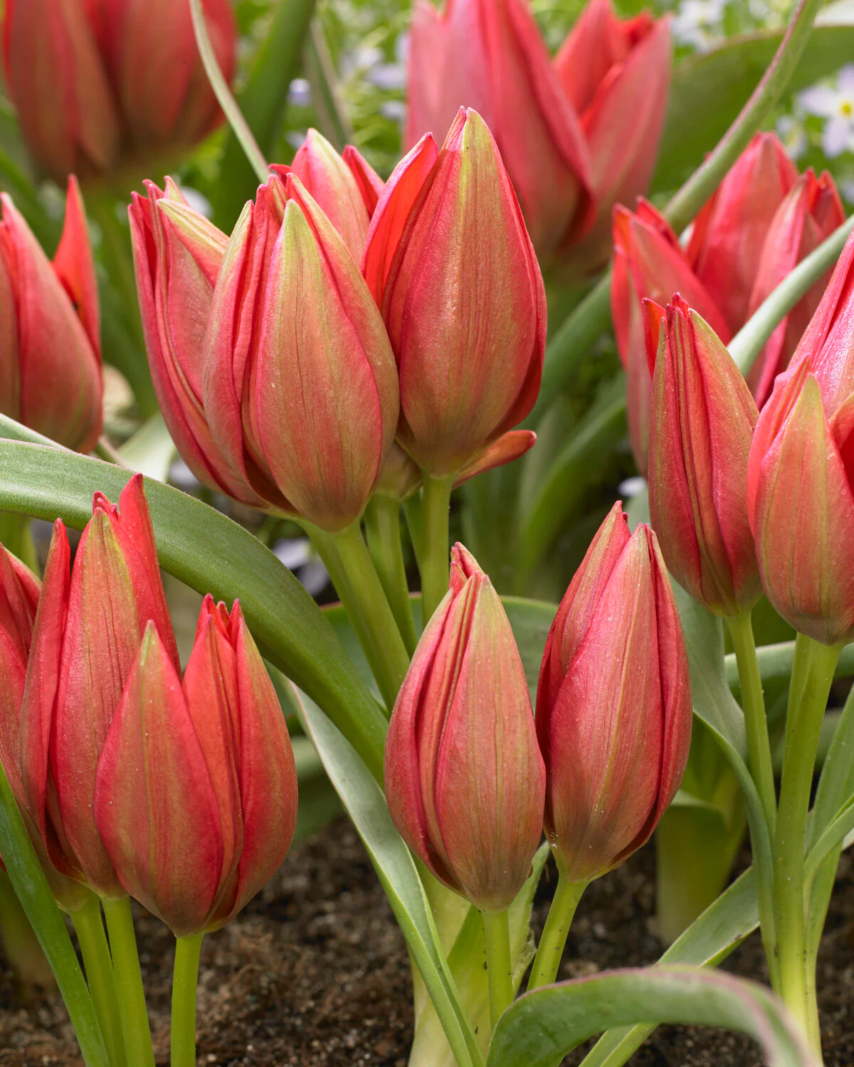 Tulip 'Fenna' - Image 2