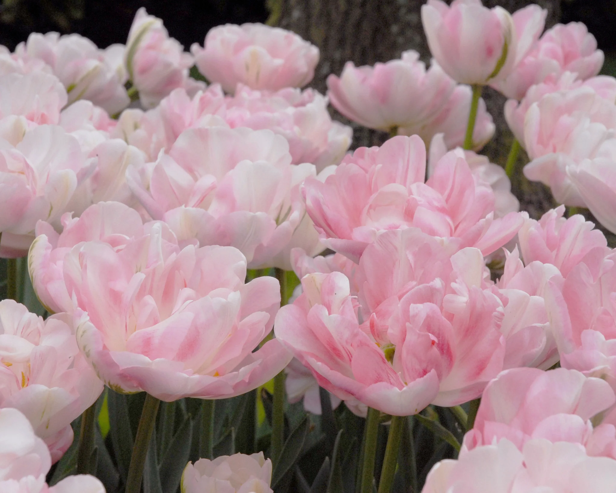 Tulip 'Finola' - Image 4