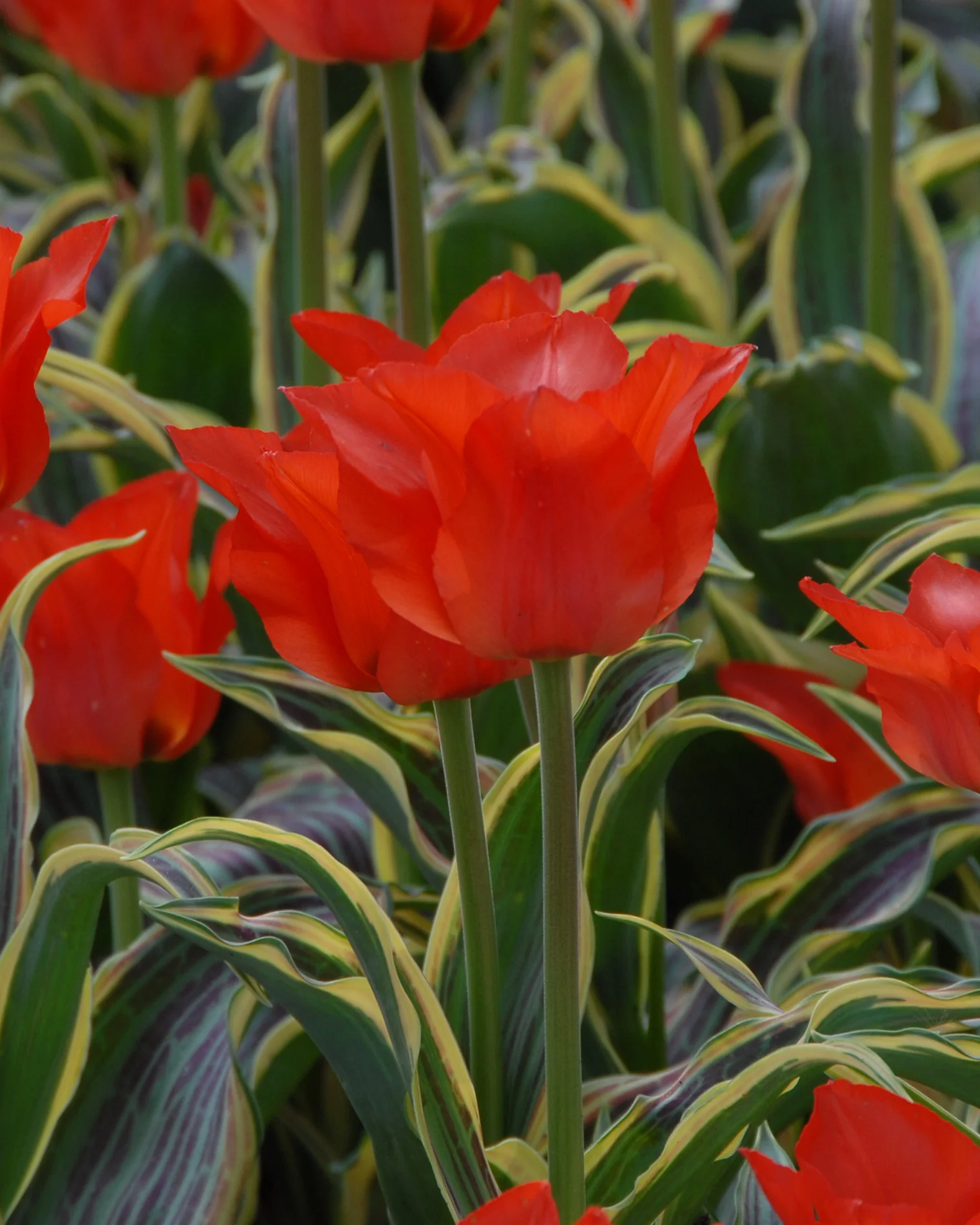 Tulip 'Fire of Love'