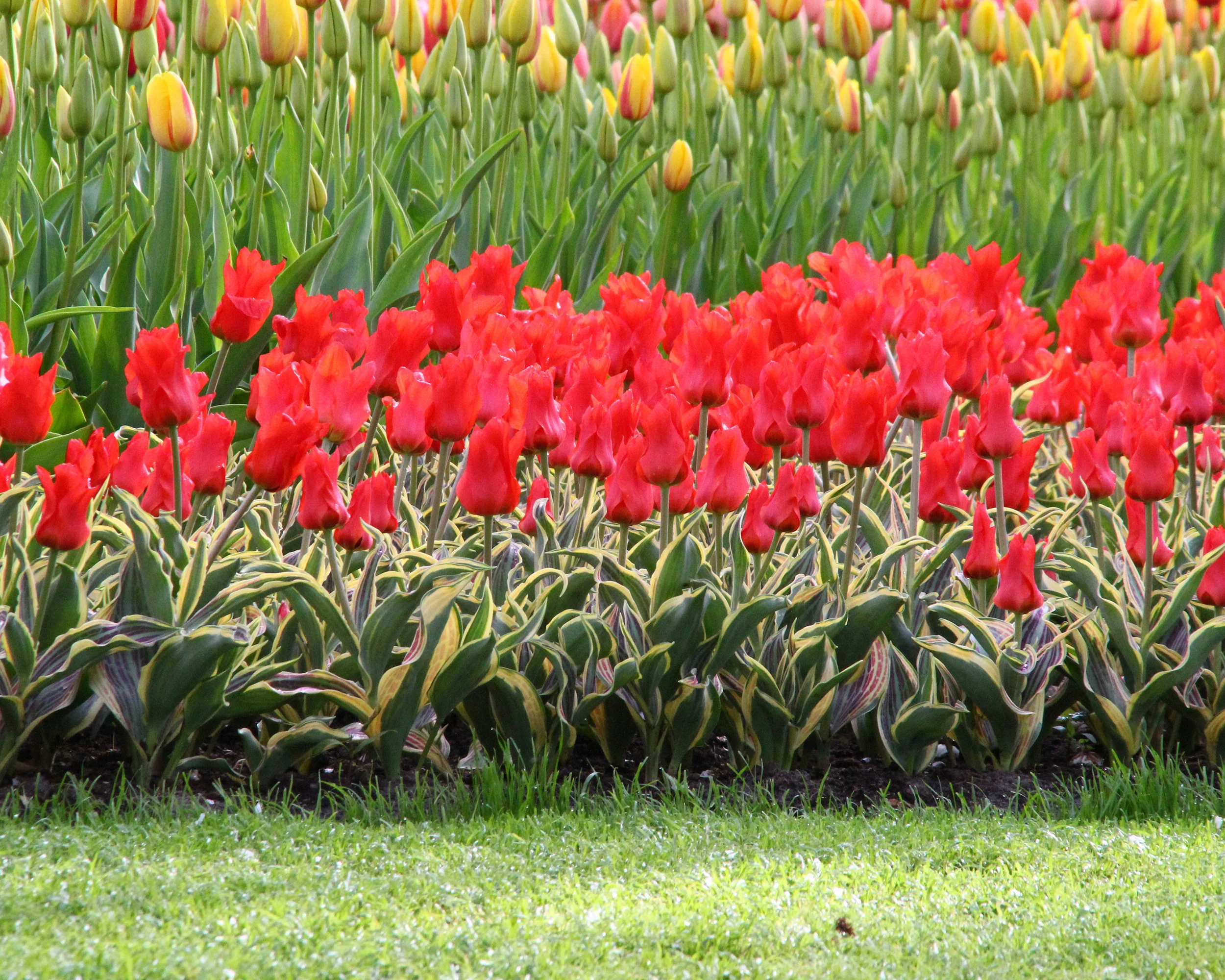 Tulip 'Fire of Love' - Image 2