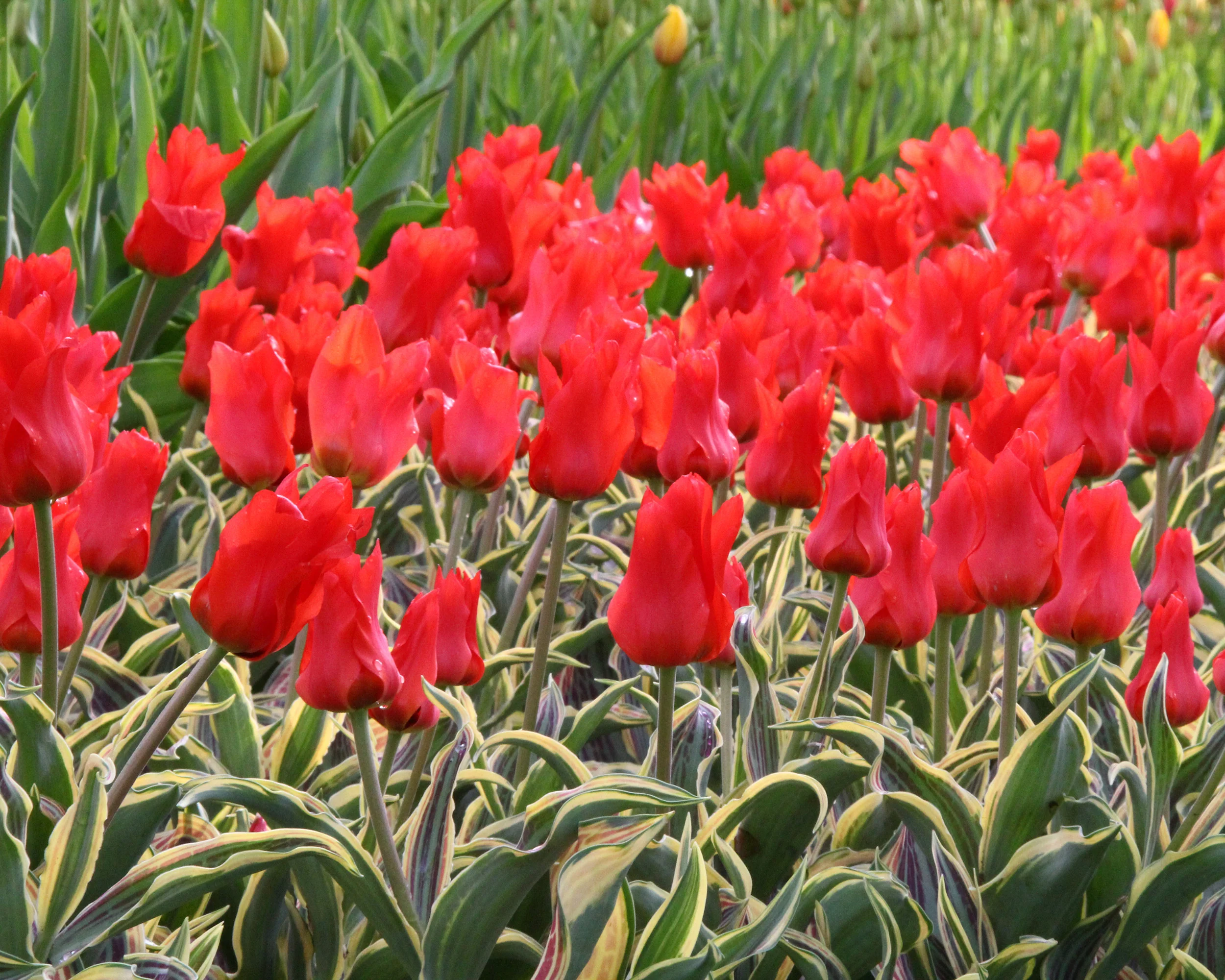 Tulip 'Fire of Love' - Image 4