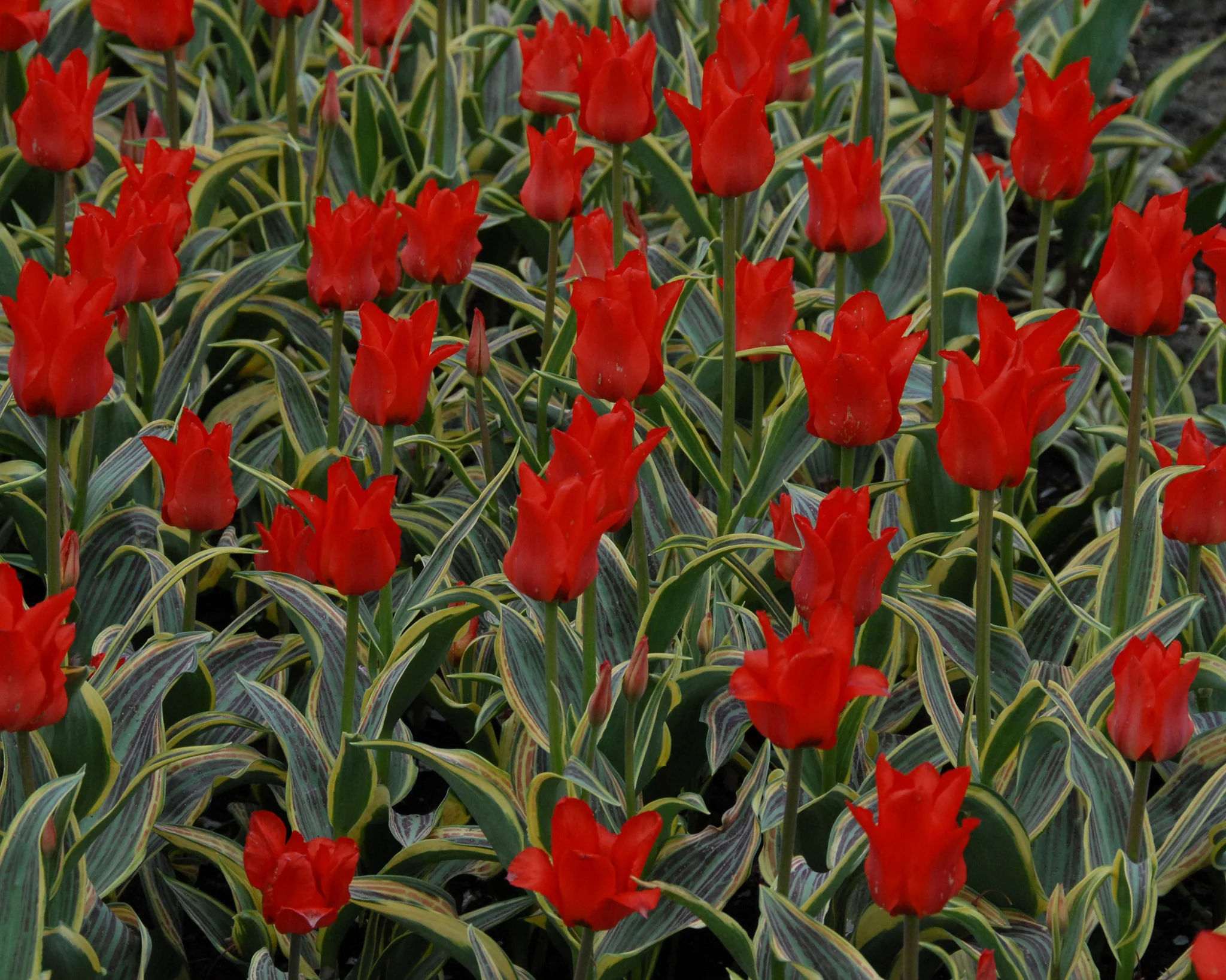 Tulip 'Fire of Love' - Image 6