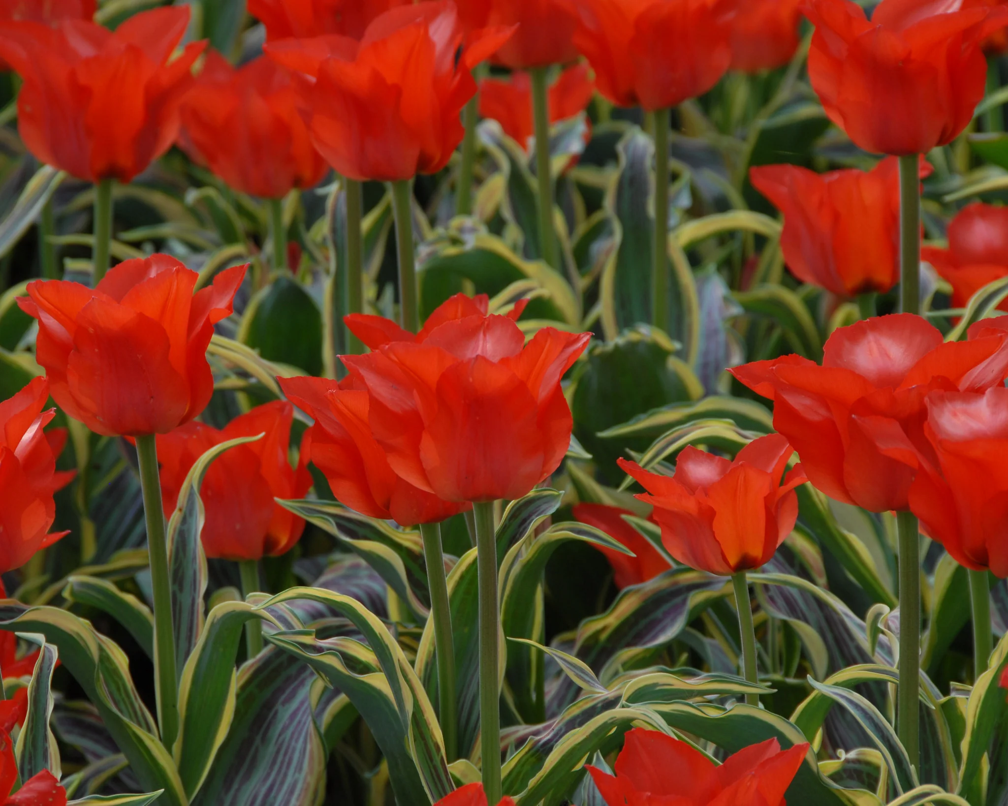 Tulip 'Fire of Love' - Image 7