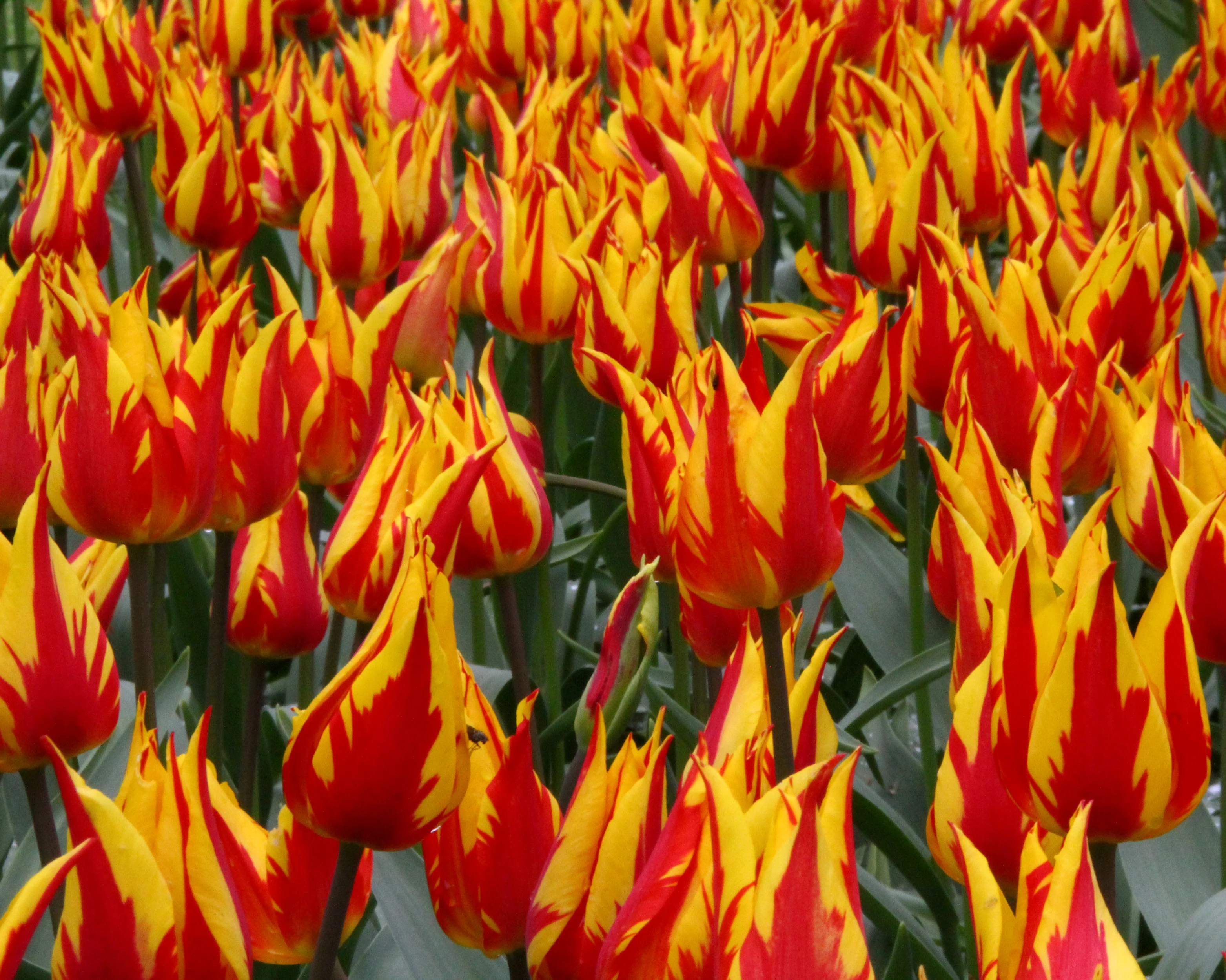 Tulip 'Fireworks' - Image 6