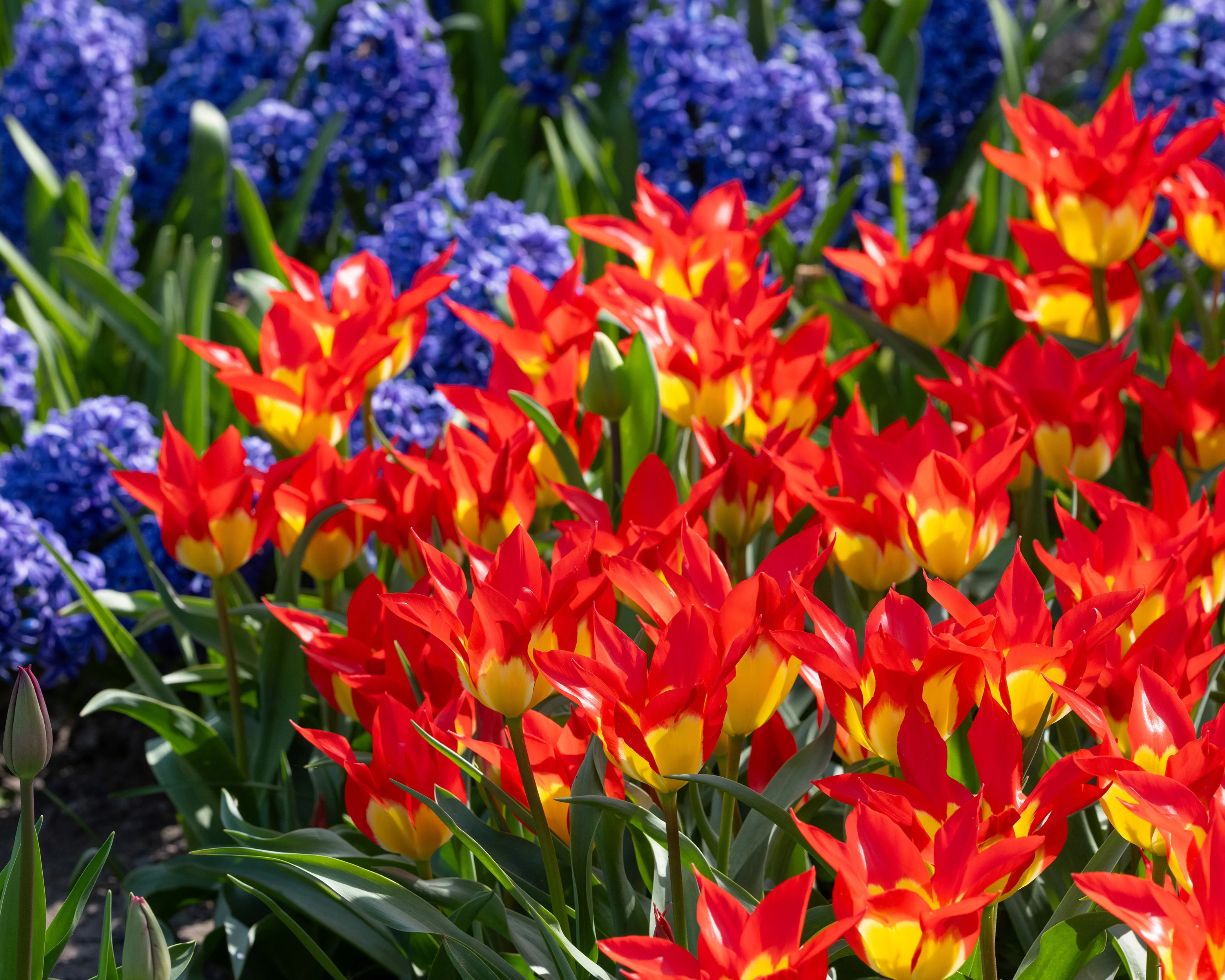 Tulip 'Flames Mystery' - Image 3