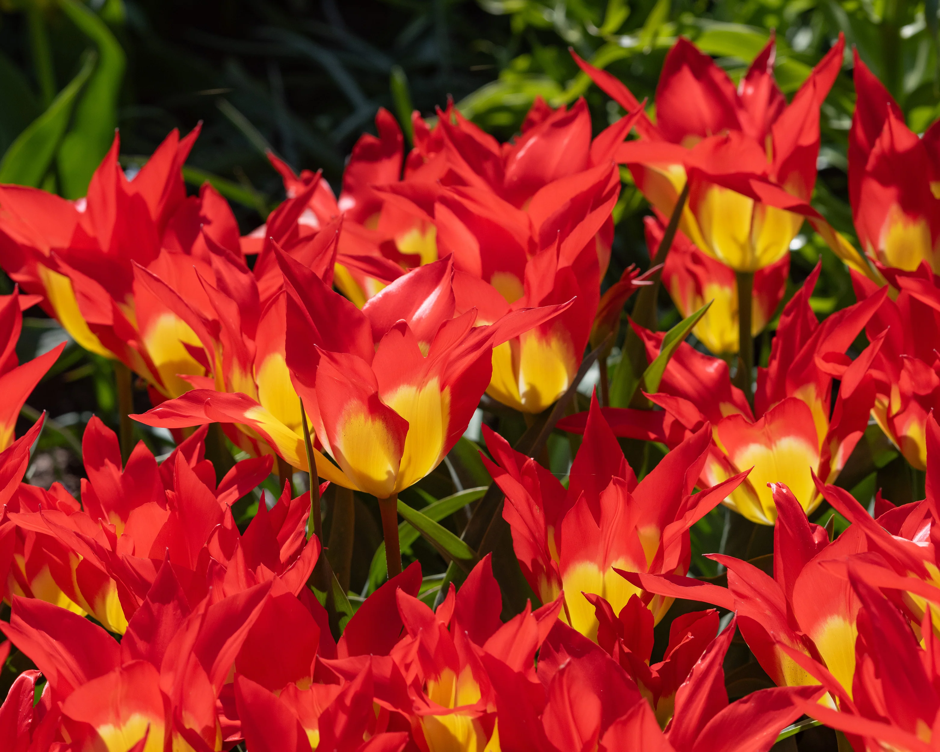 Tulip 'Flames Mystery' - Image 5