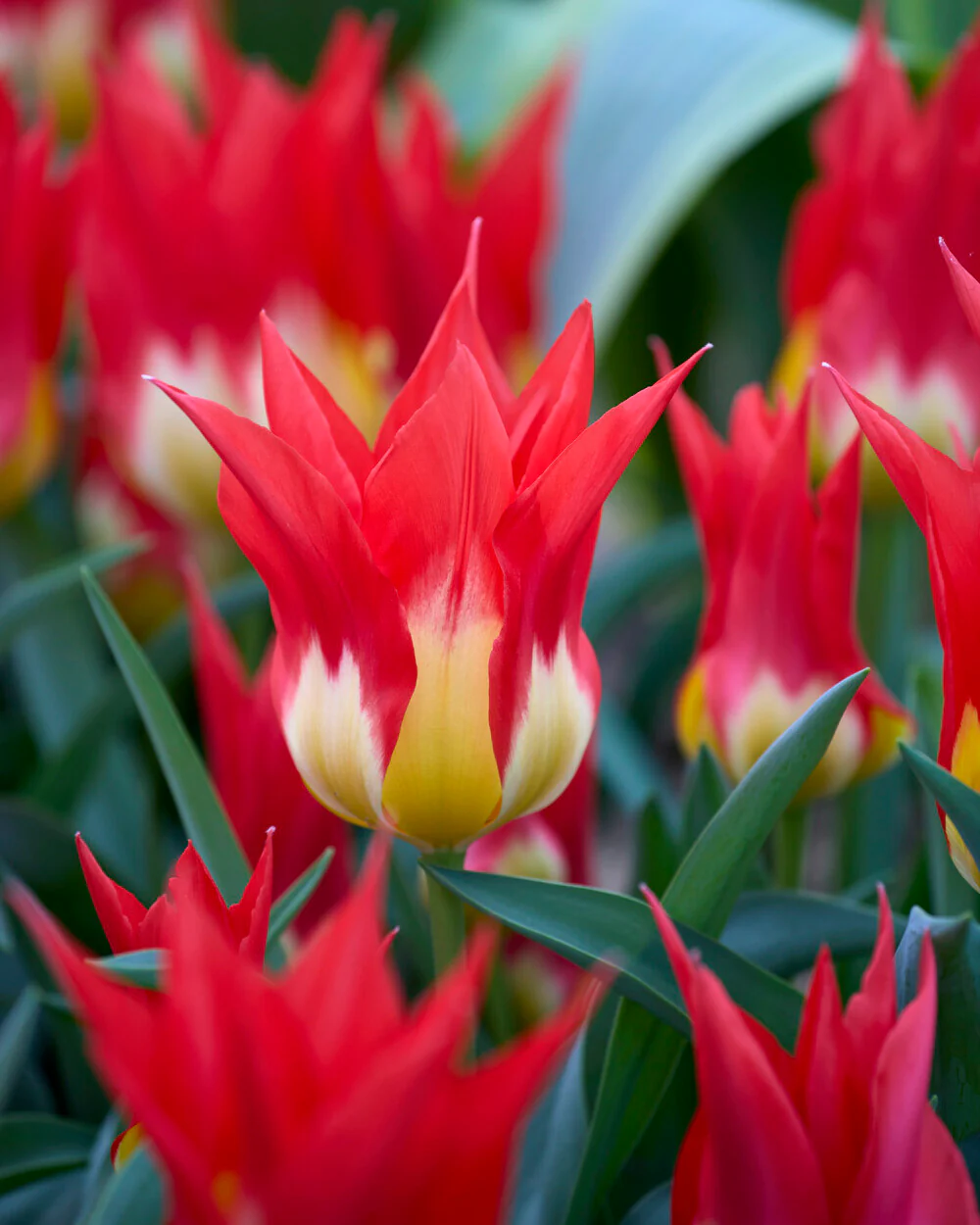 Tulip 'Flames Mystery' - Image 6