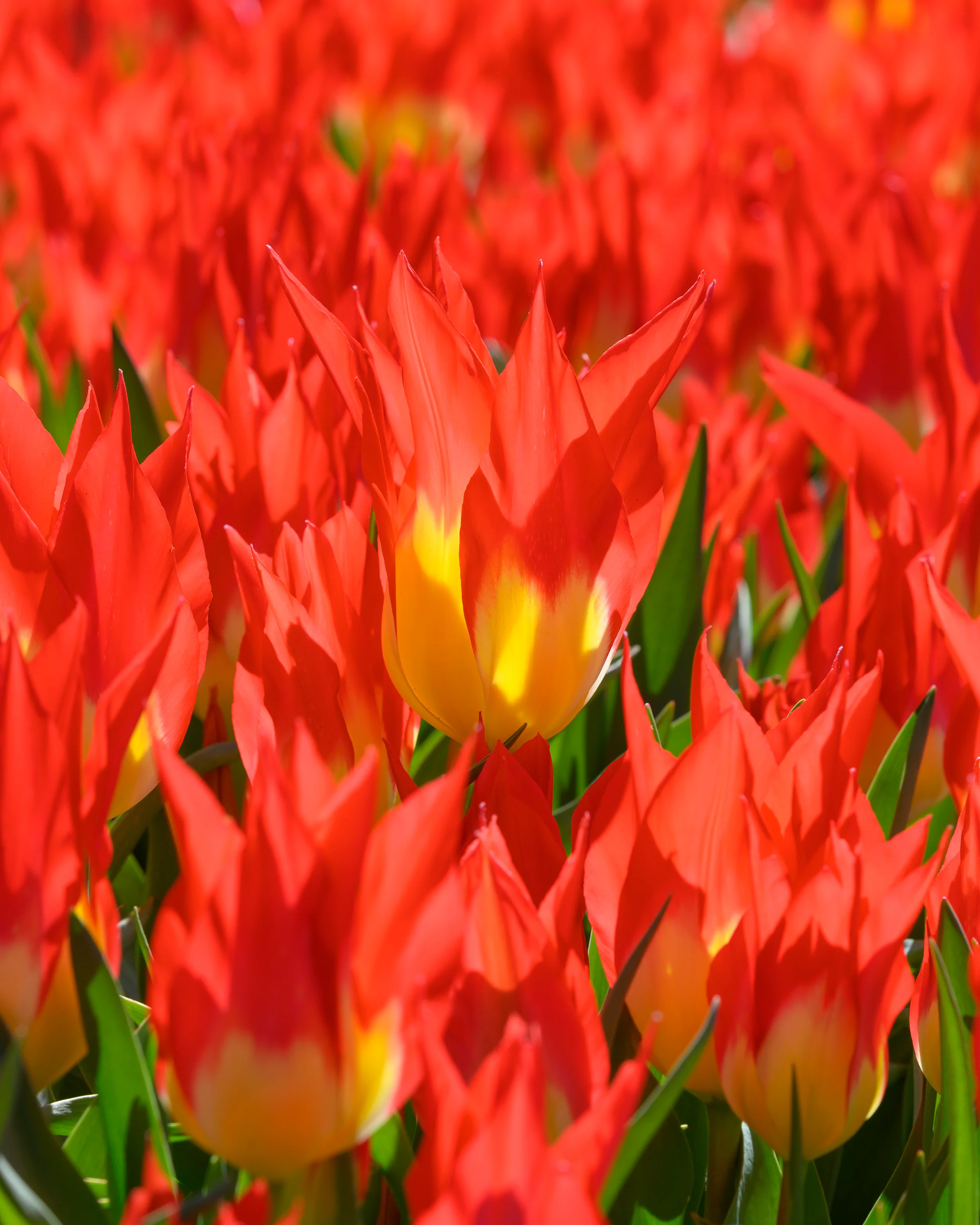 Tulip 'Flames Mystery' - Image 7