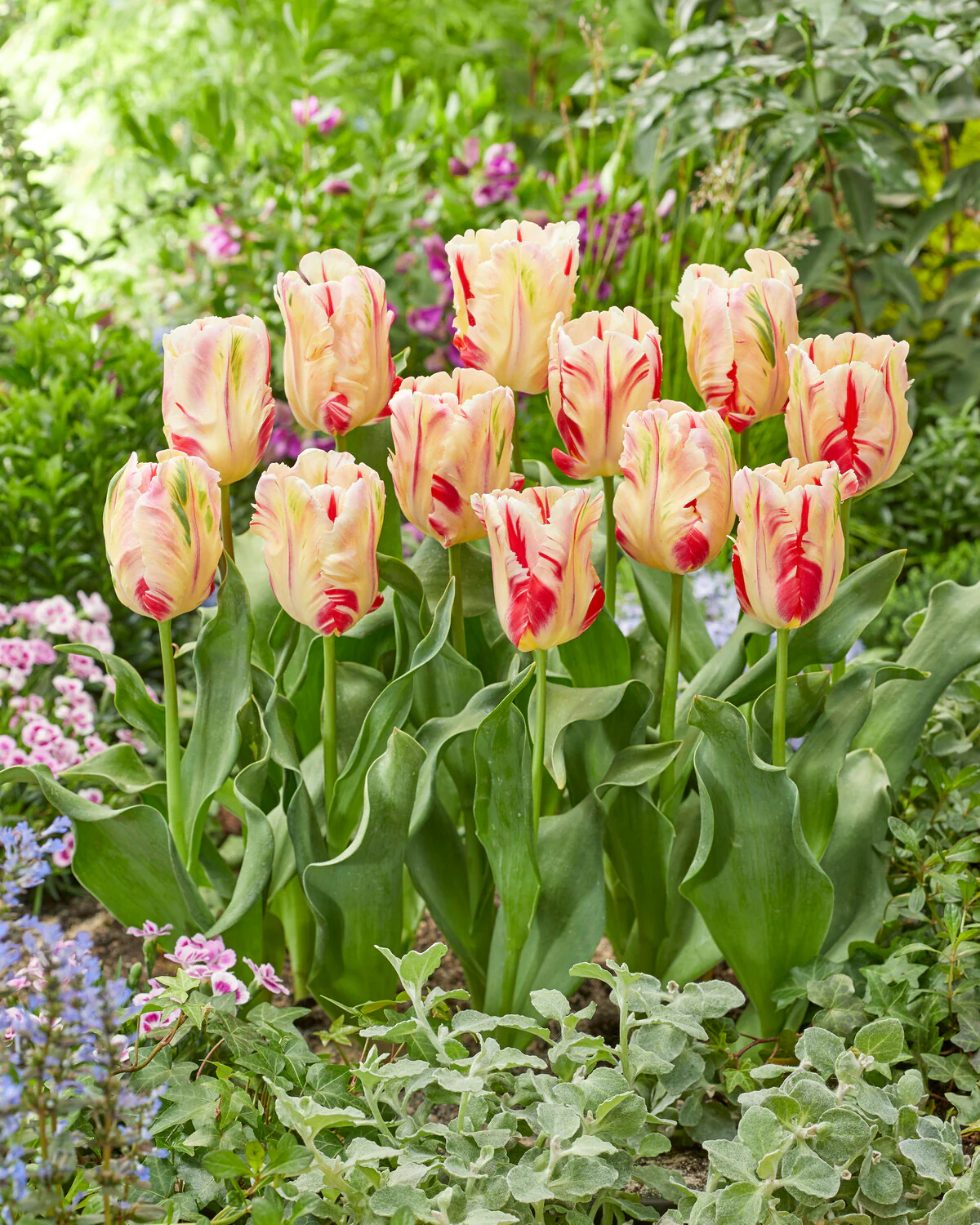 Tulip 'Flaming Art' - Image 4