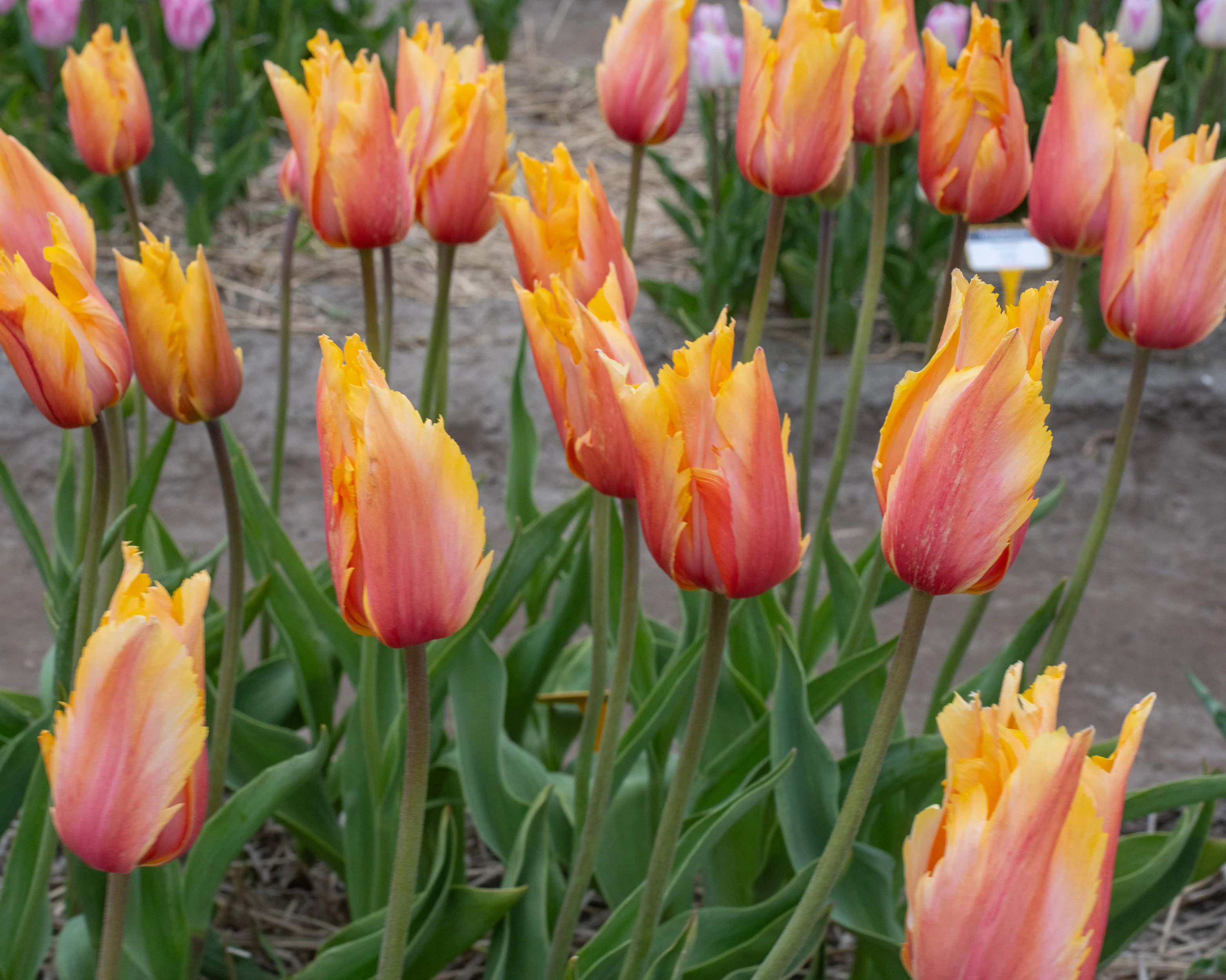 Tulip 'Flaming Memory' - Image 10