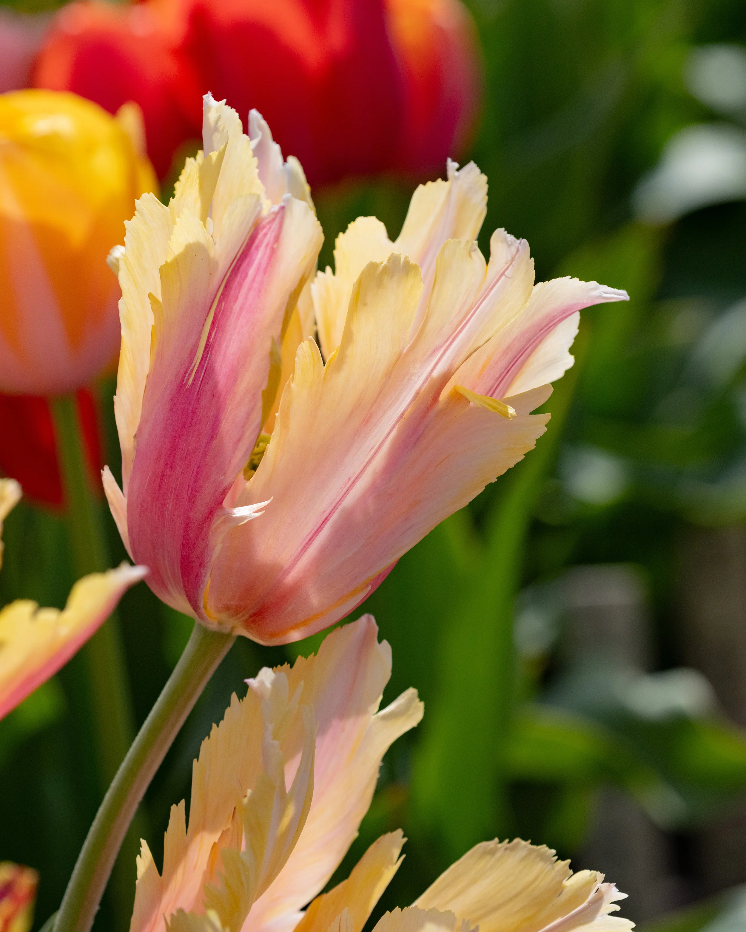 Tulip 'Flaming Memory' - Image 11