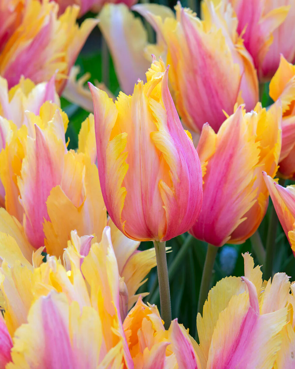 Tulip 'Flaming Memory' - Image 12