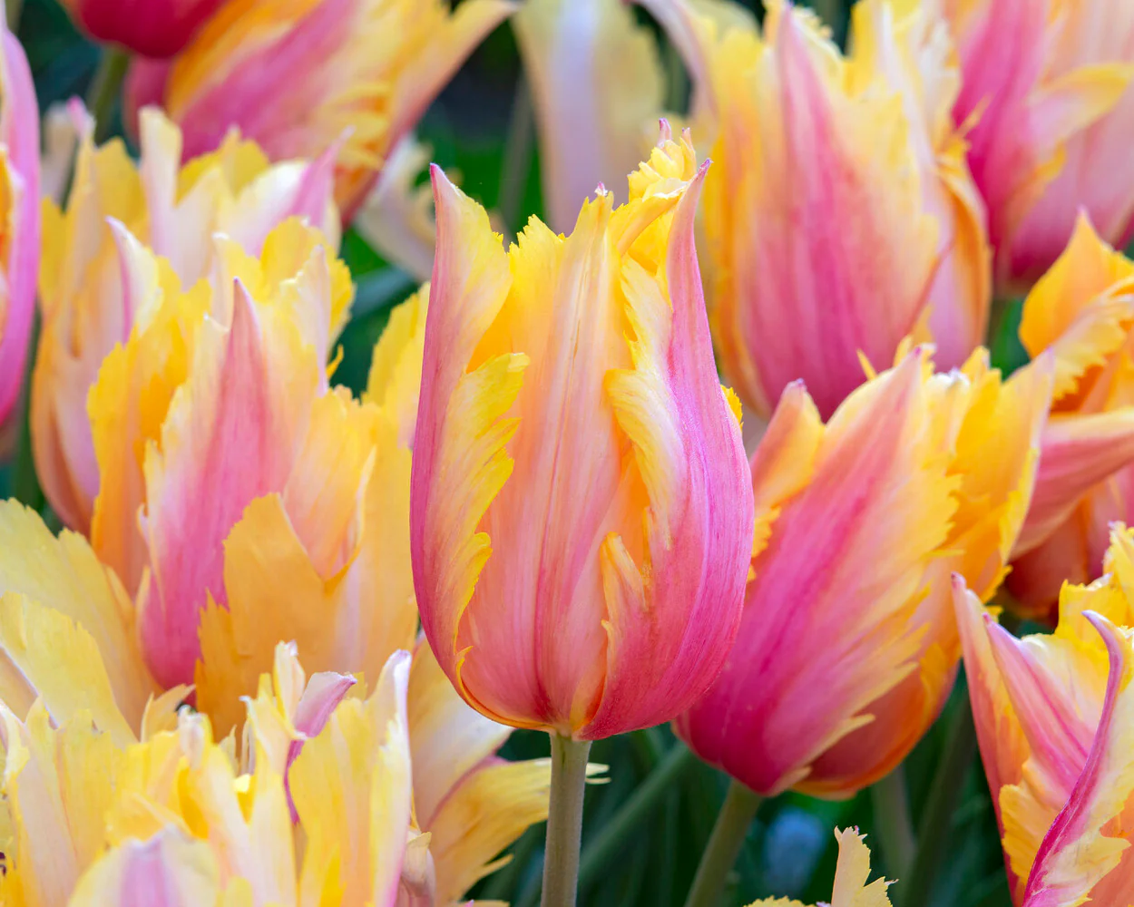 Tulip 'Flaming Memory' - Image 2
