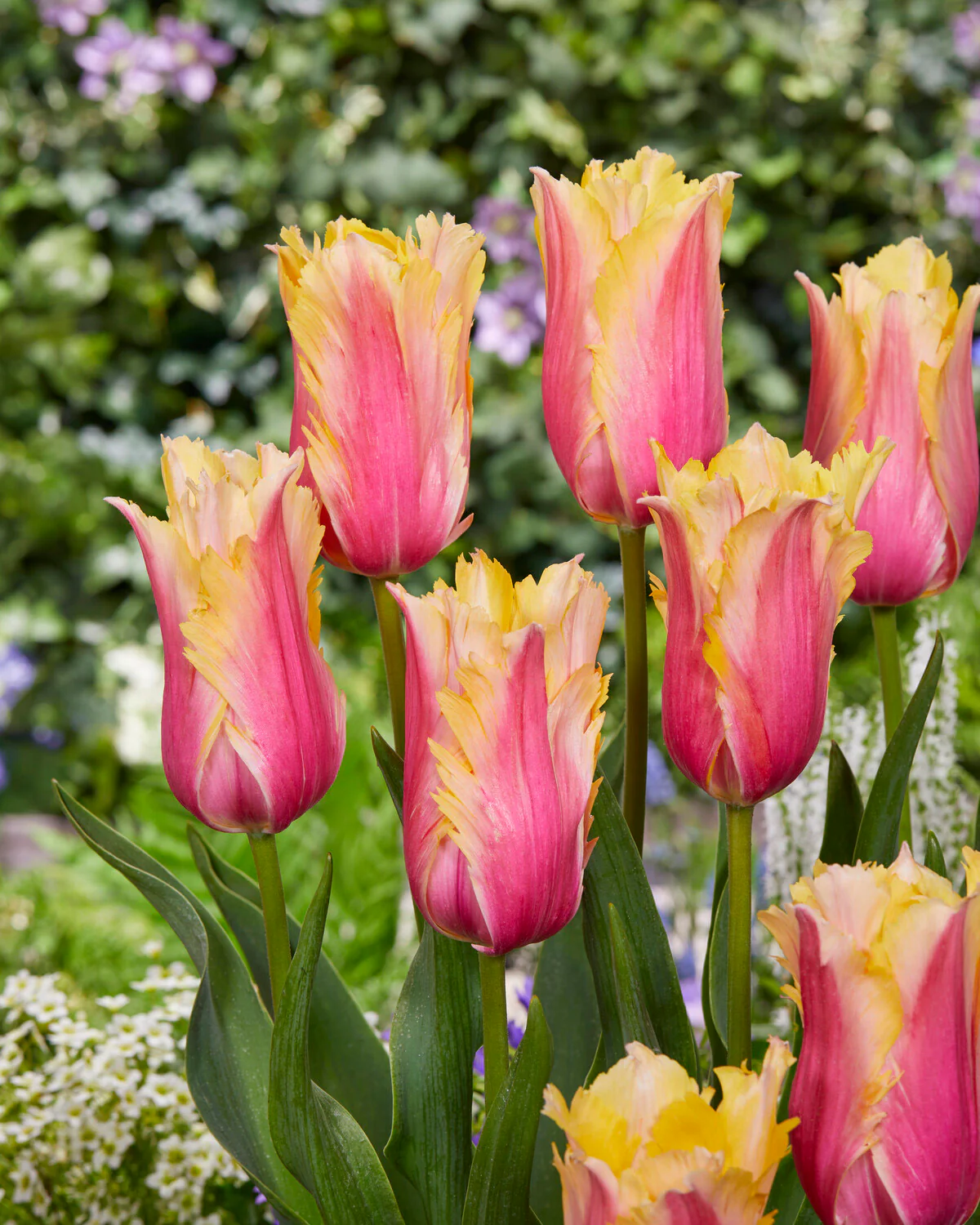 Tulip 'Flaming Memory' - Image 3