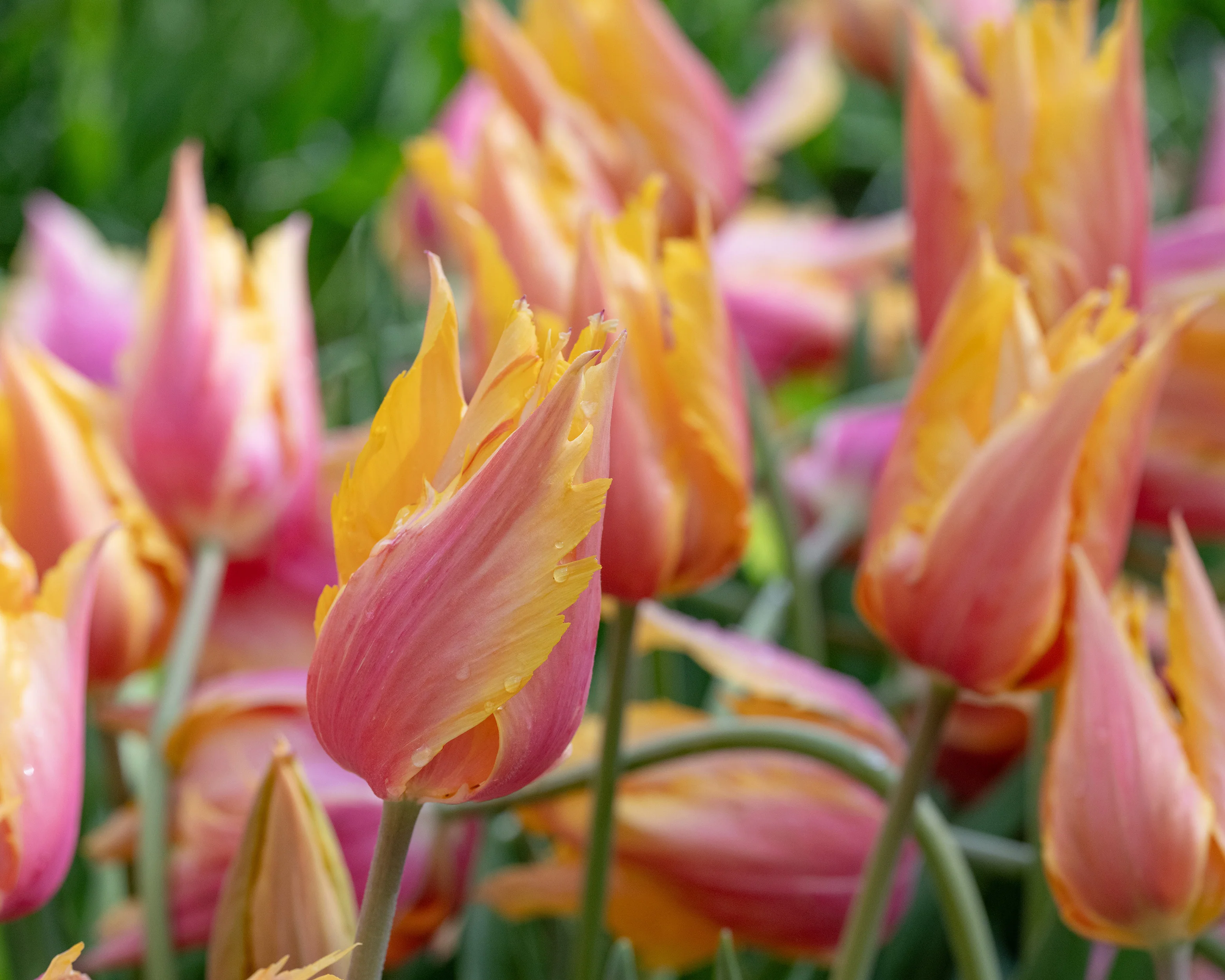 Tulip 'Flaming Memory' - Image 5