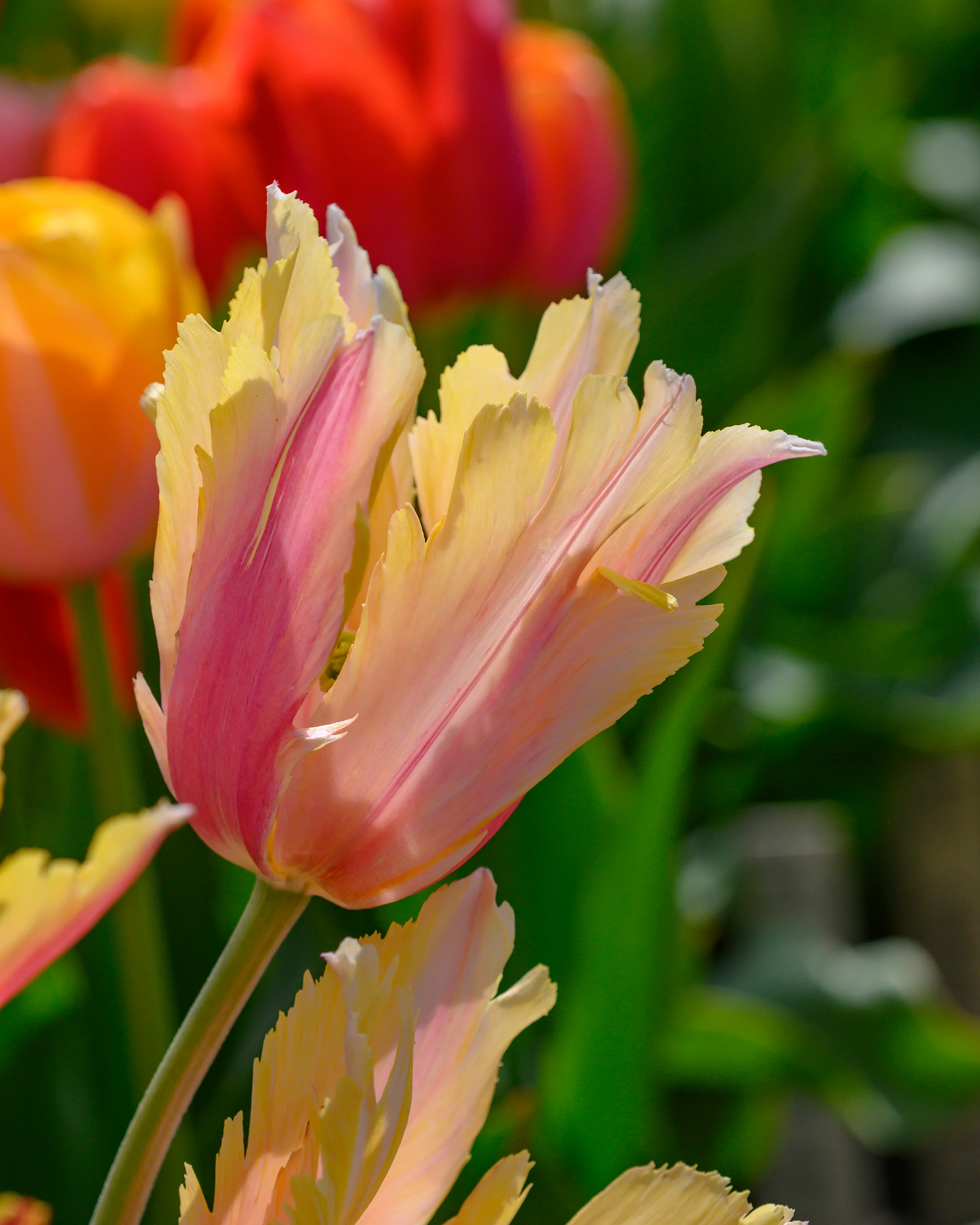 Tulip 'Flaming Memory' - Image 8