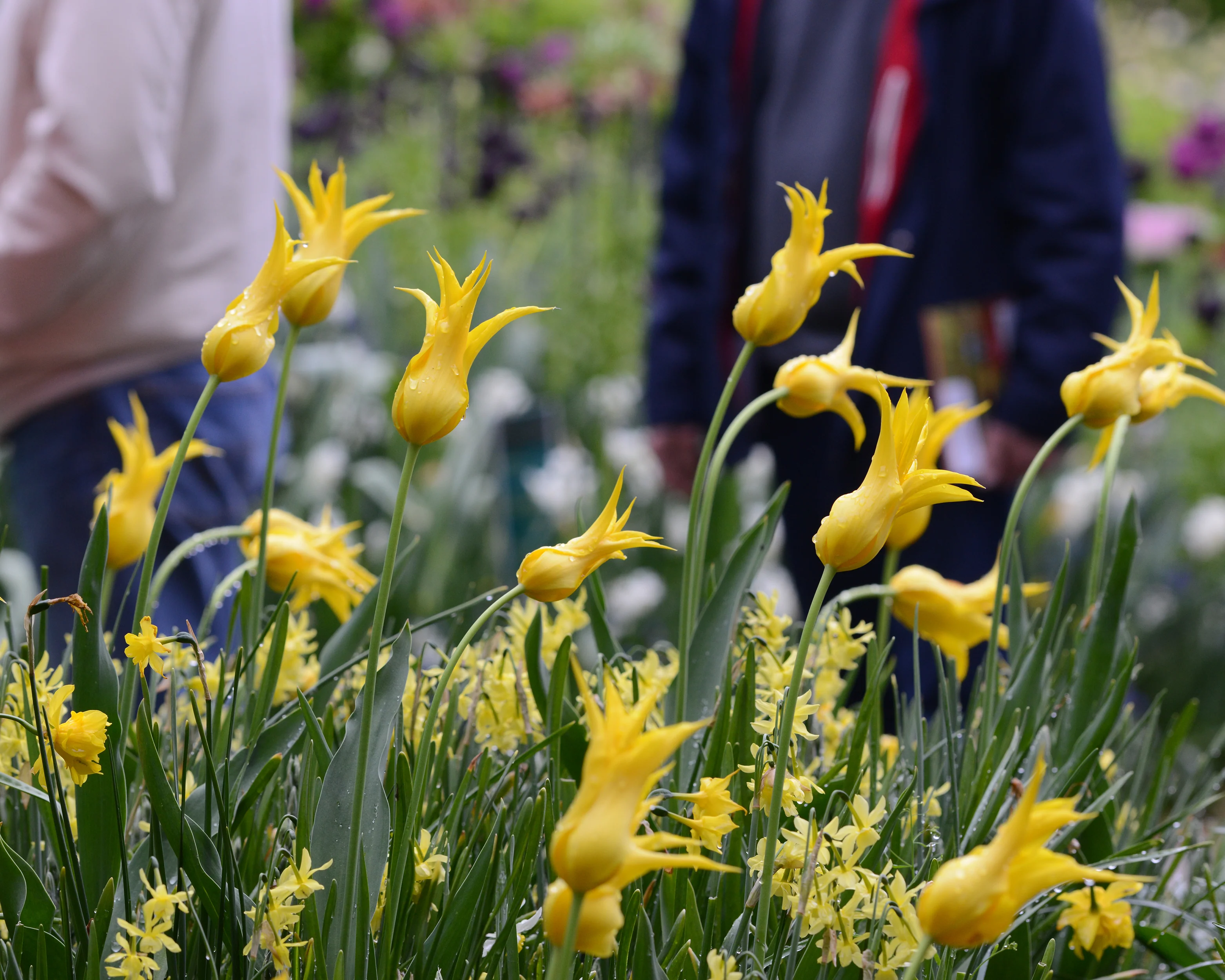 Tulip 'Flashback' - Image 3