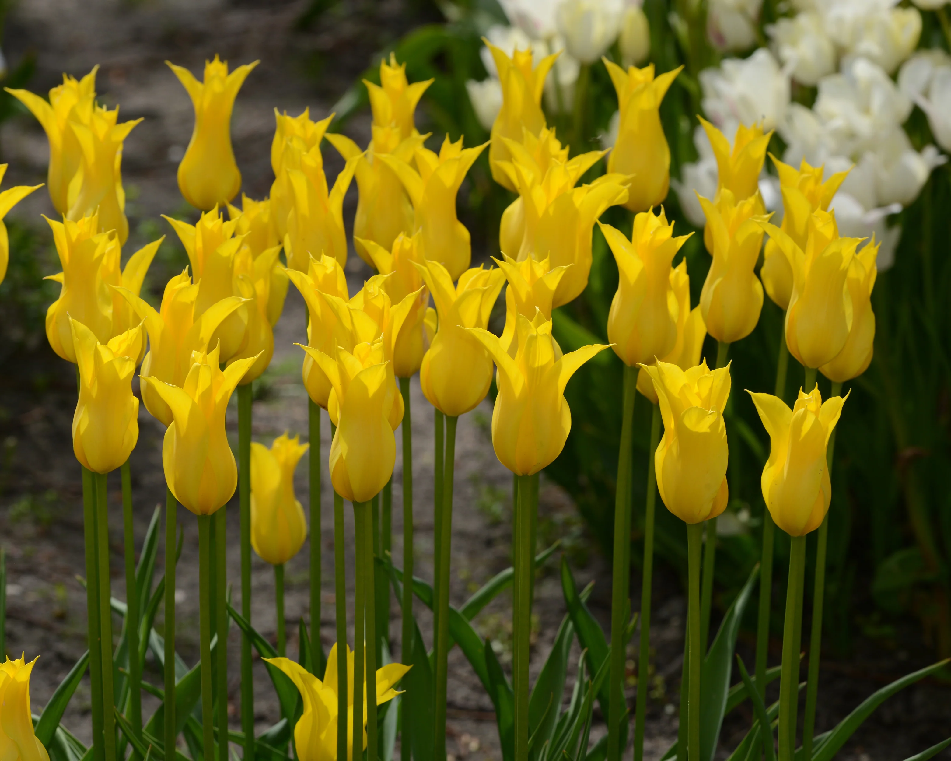 Tulip 'Flashback' - Image 5
