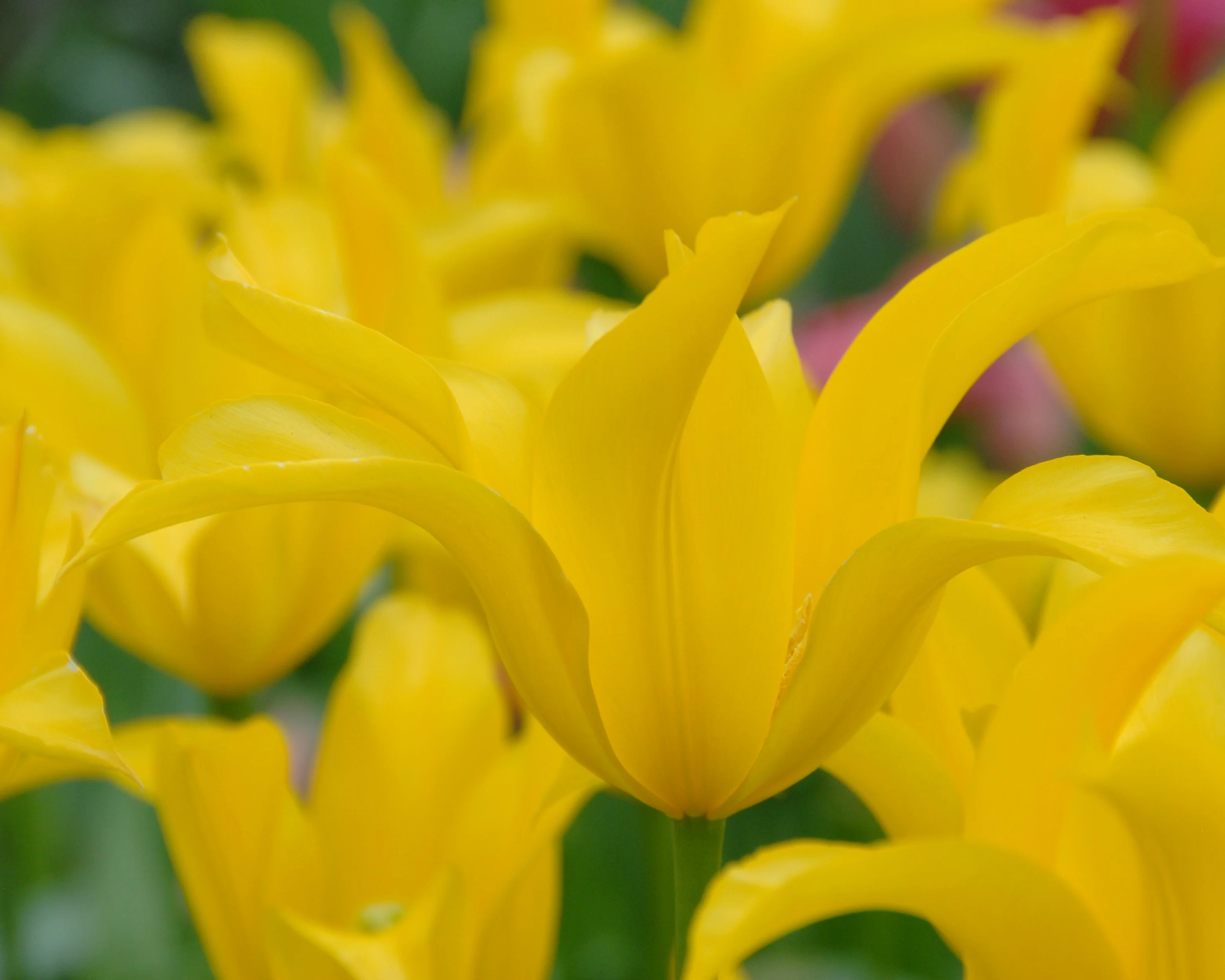 Tulip 'Flashback' - Image 6