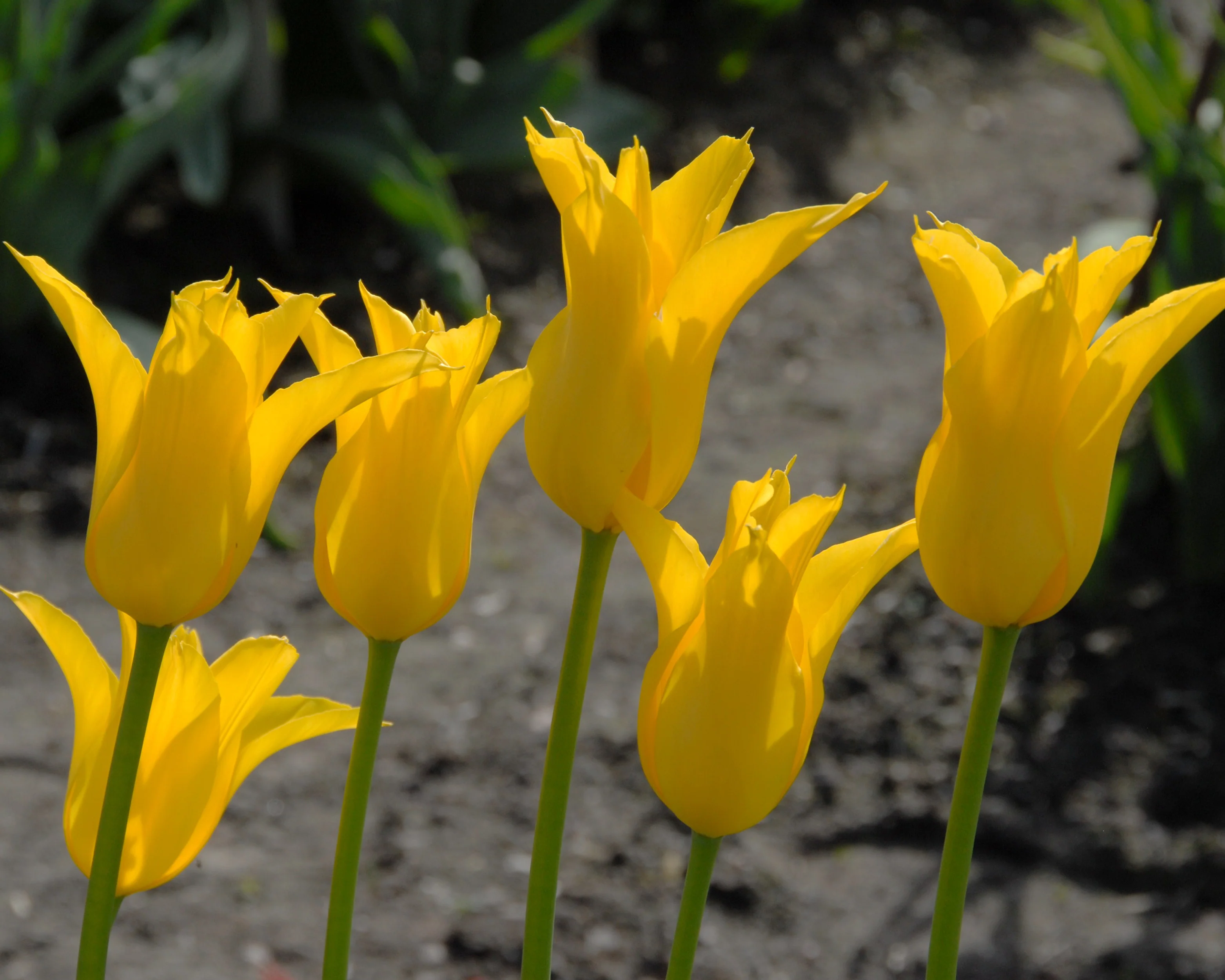 Tulip 'Flashback' - Image 7