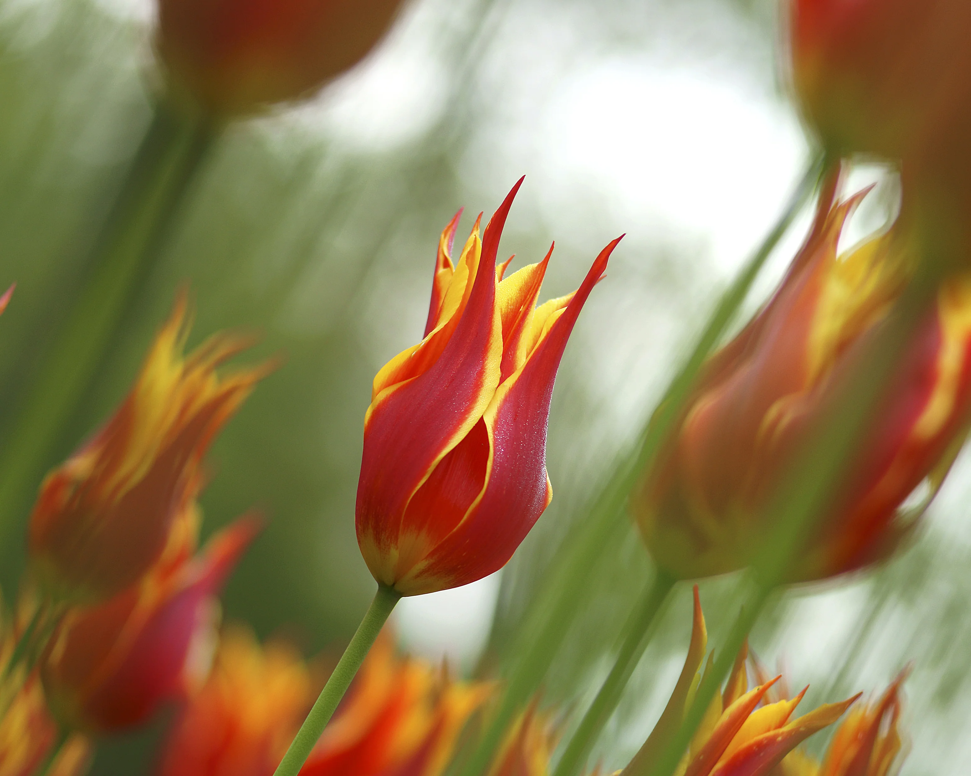 Tulip 'Fly Away' - Image 5