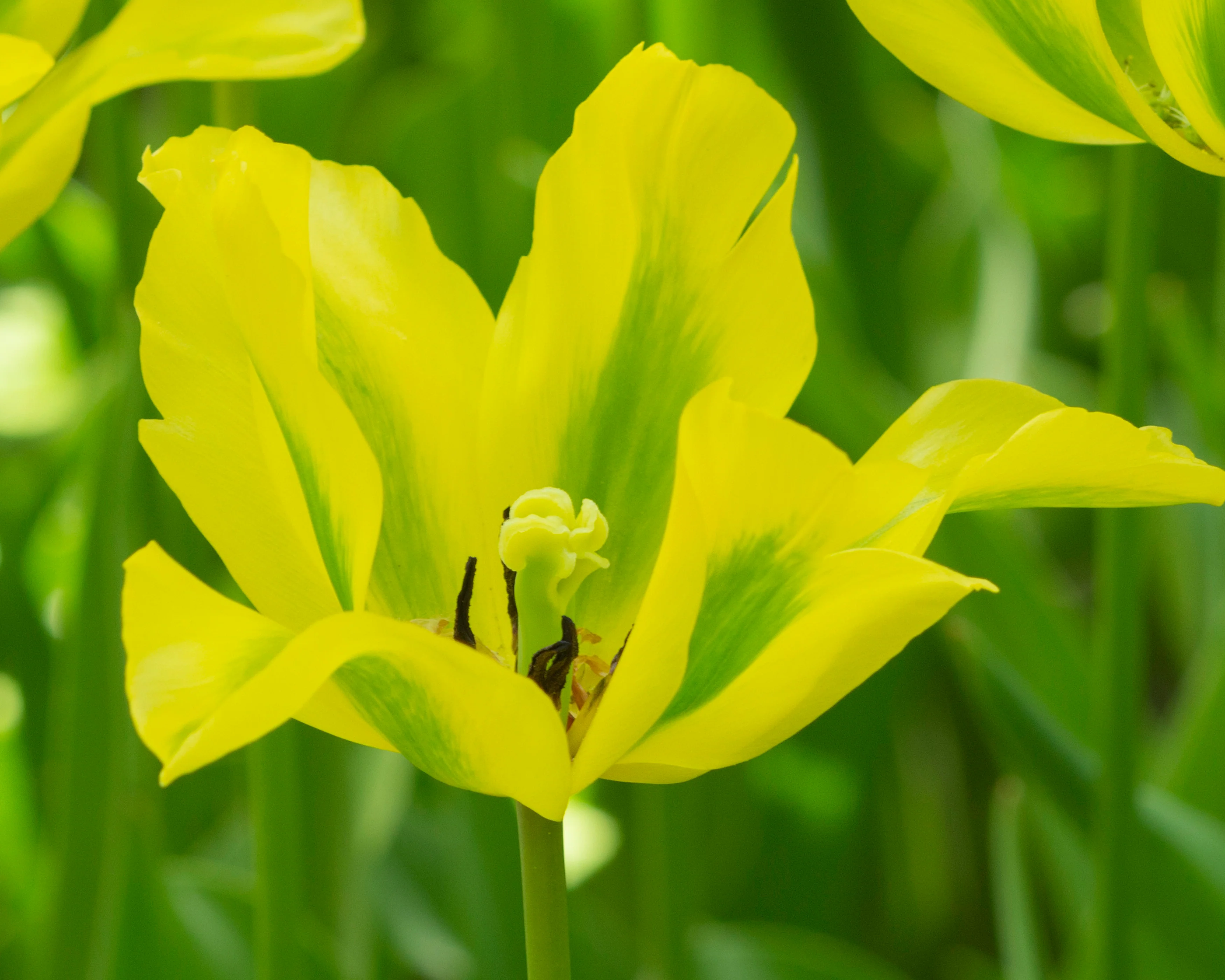 Tulip 'Formosa' - Image 5
