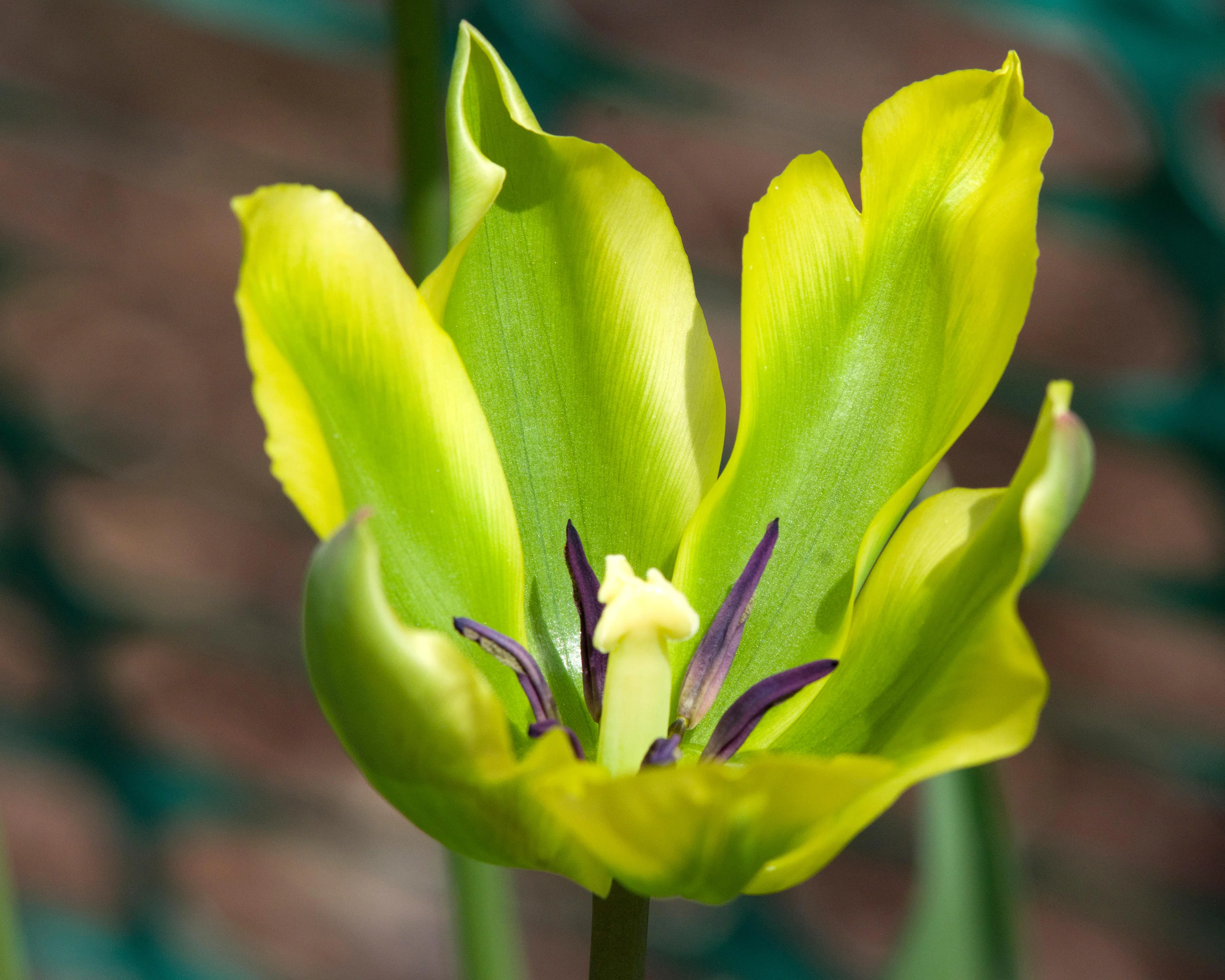 Tulip 'Formosa' - Image 6