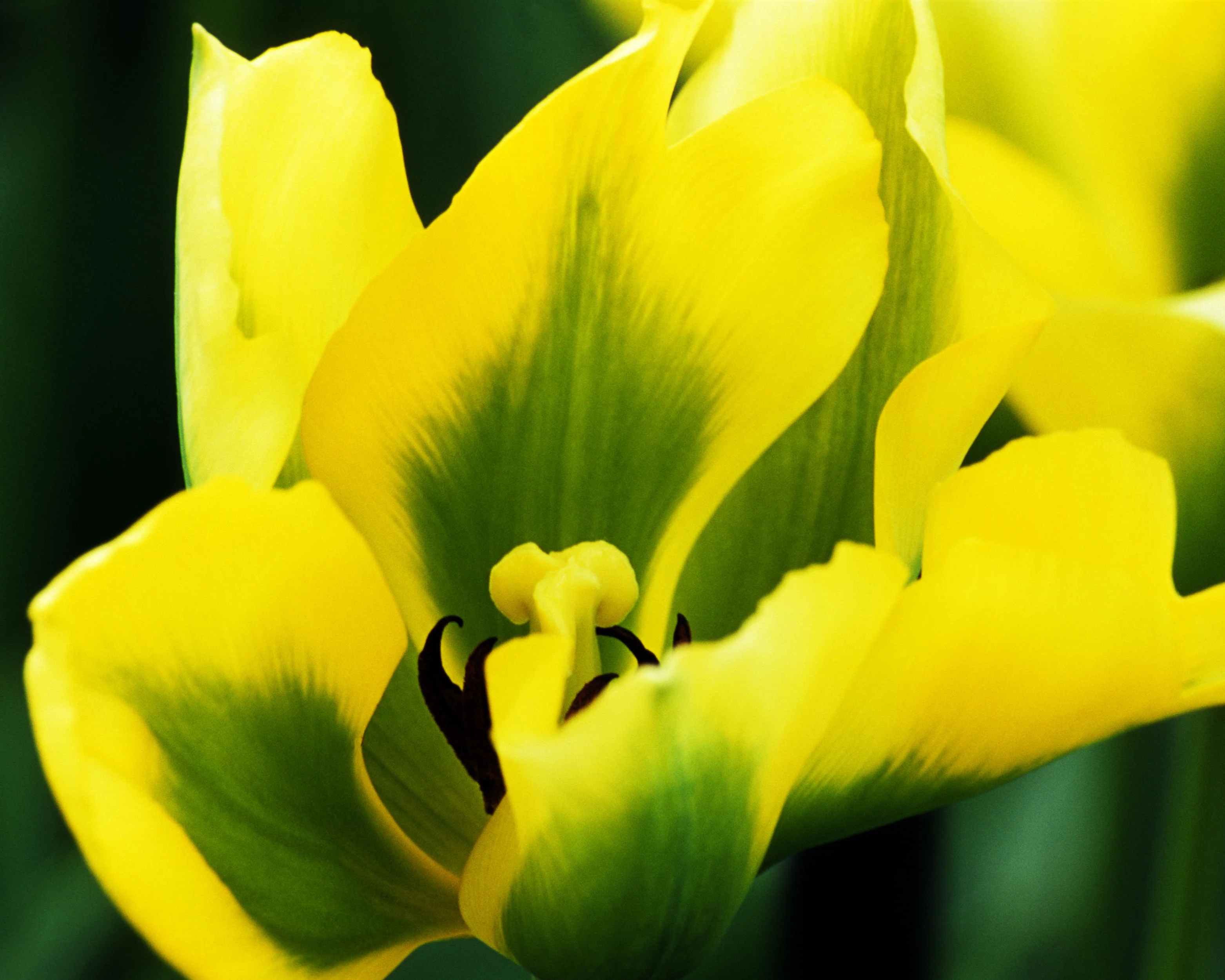 Tulip 'Formosa' - Image 7