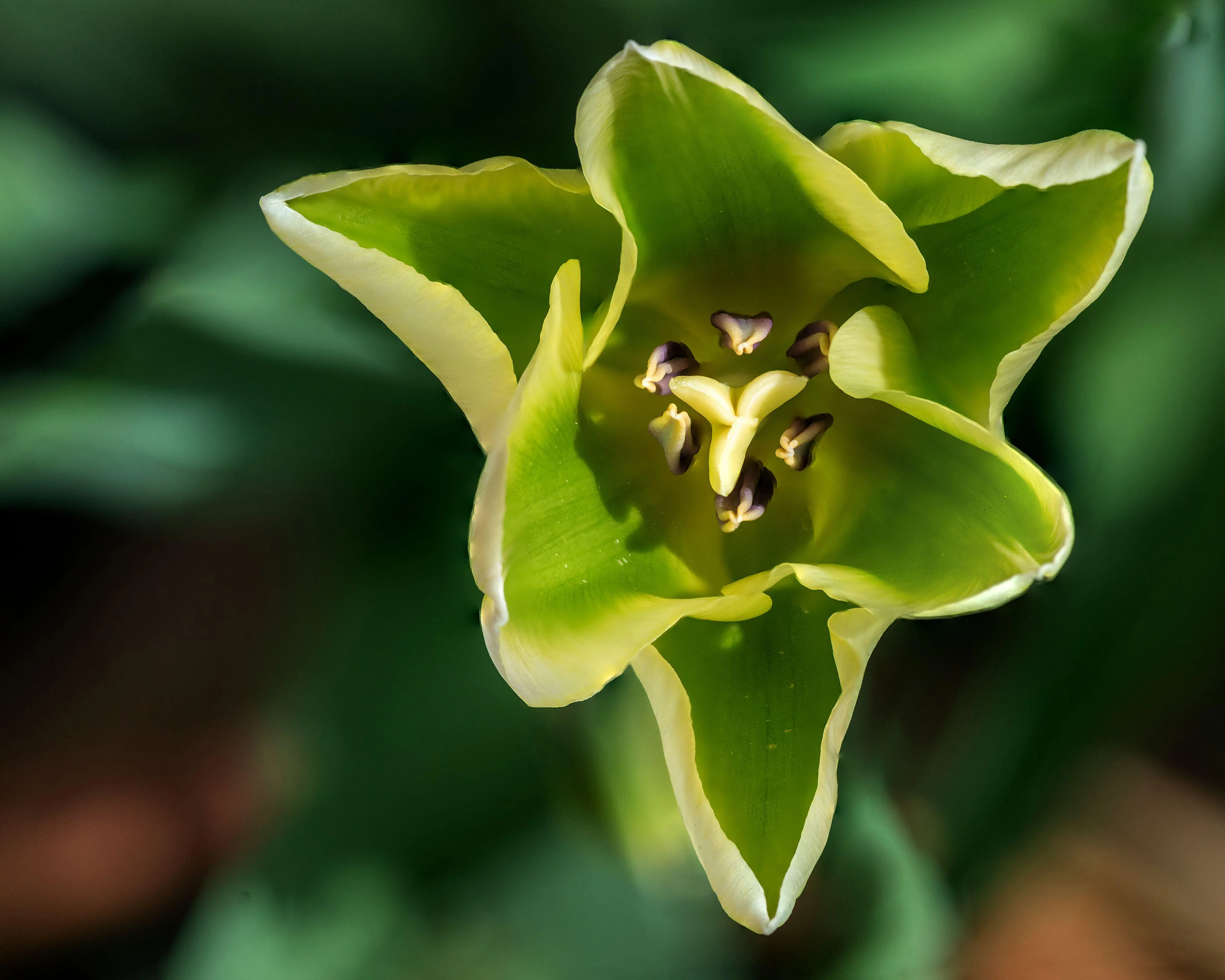 Tulip 'Formosa' - Image 8