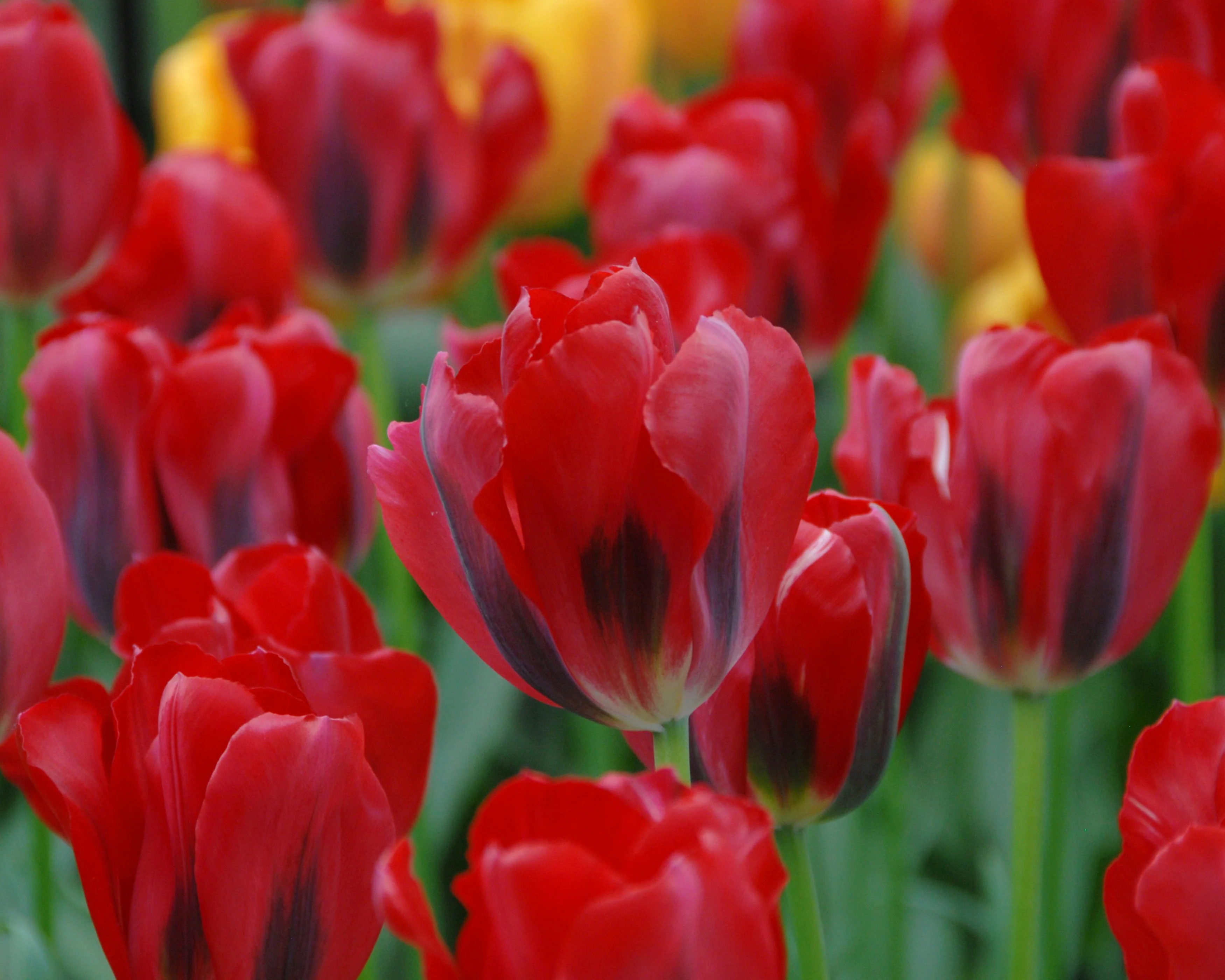 Tulip 'Formosa Red' - Image 4