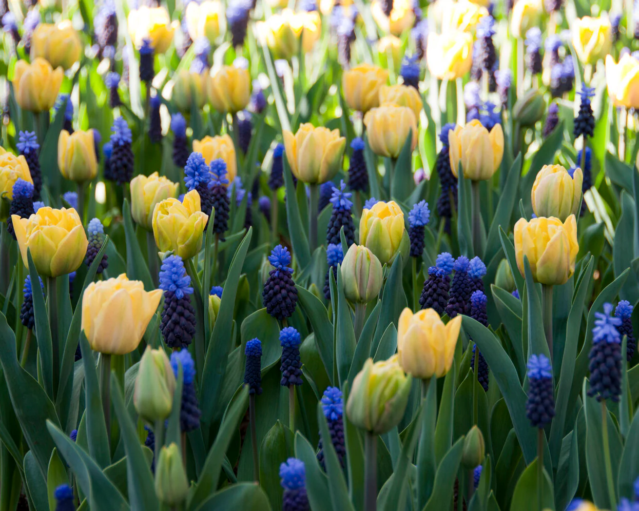 Tulip 'Foxy Foxtrot' - Image 10