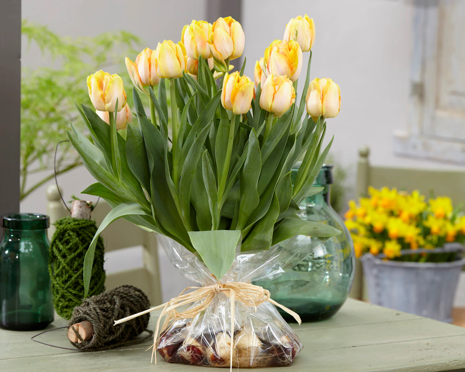 Tulip 'Foxy Foxtrot' - Image 11