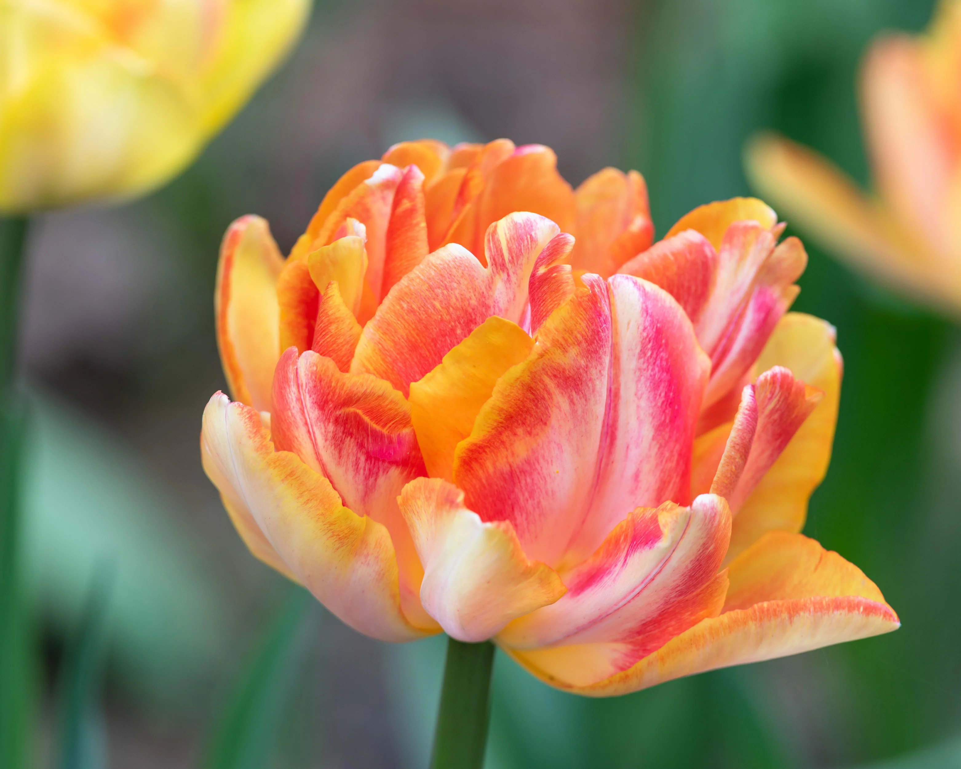 Tulip 'Foxy Foxtrot' - Image 15