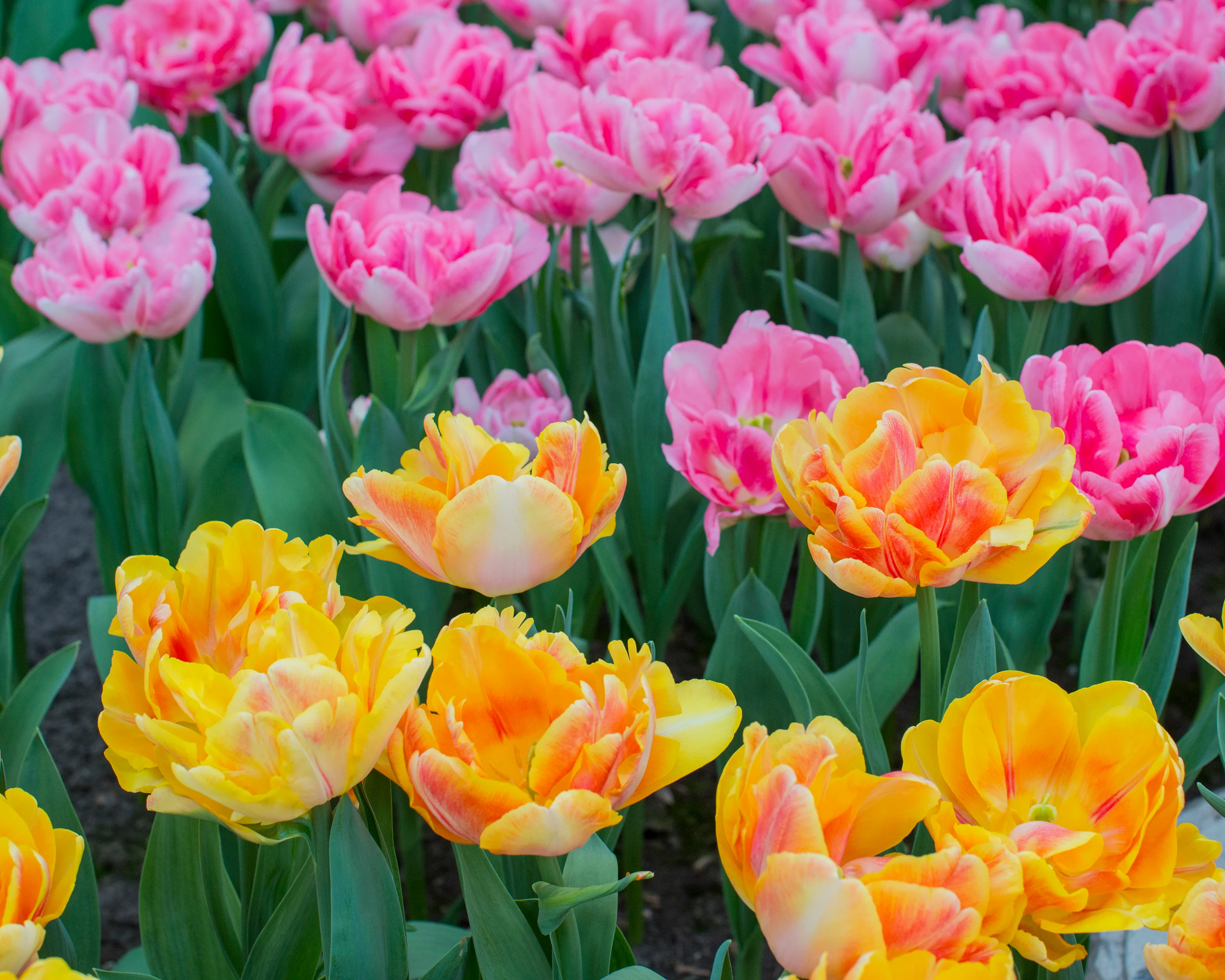 Tulip 'Foxy Foxtrot' - Image 16