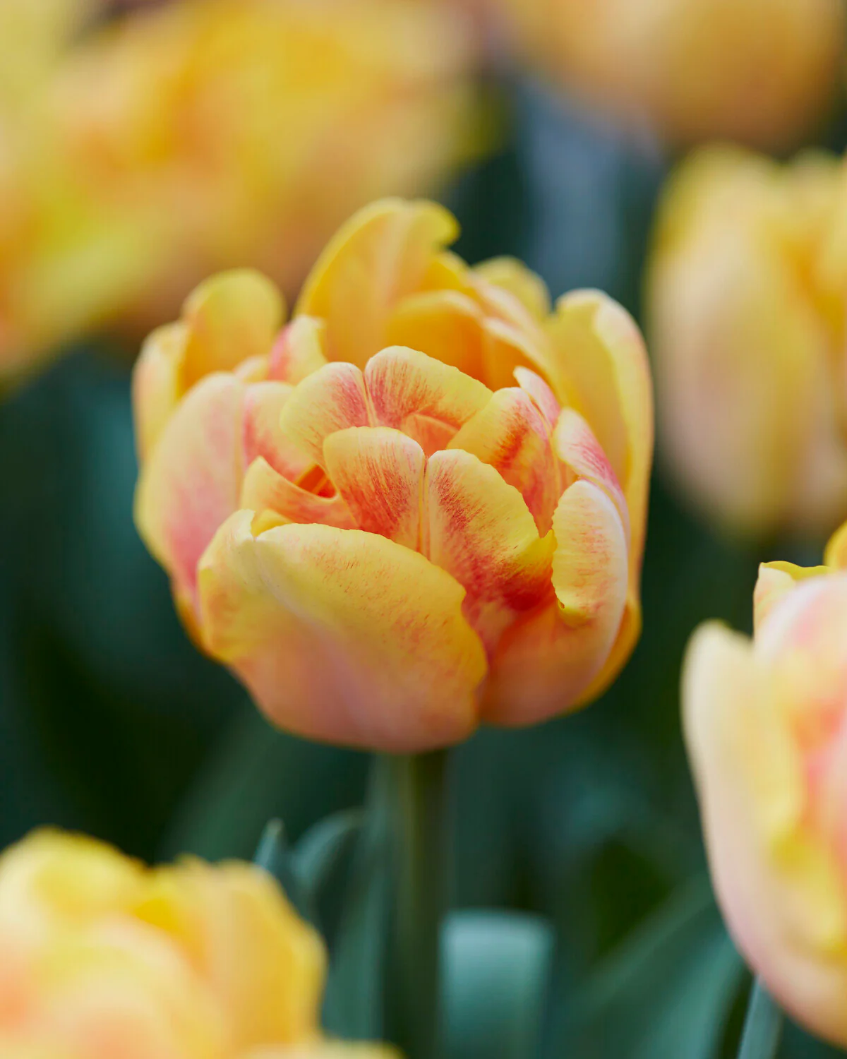 Tulip 'Foxy Foxtrot' - Image 3
