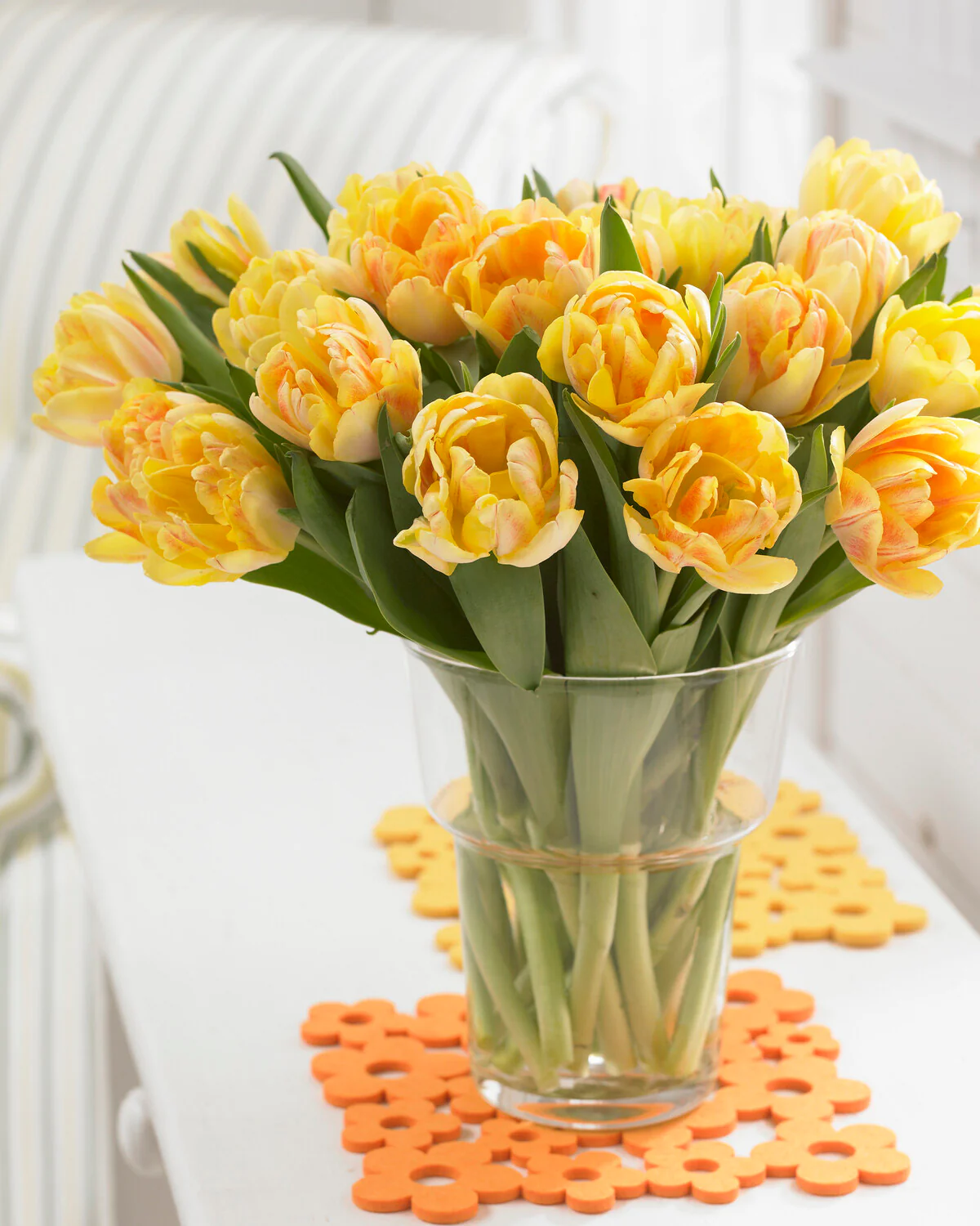 Tulip 'Foxy Foxtrot' - Image 4