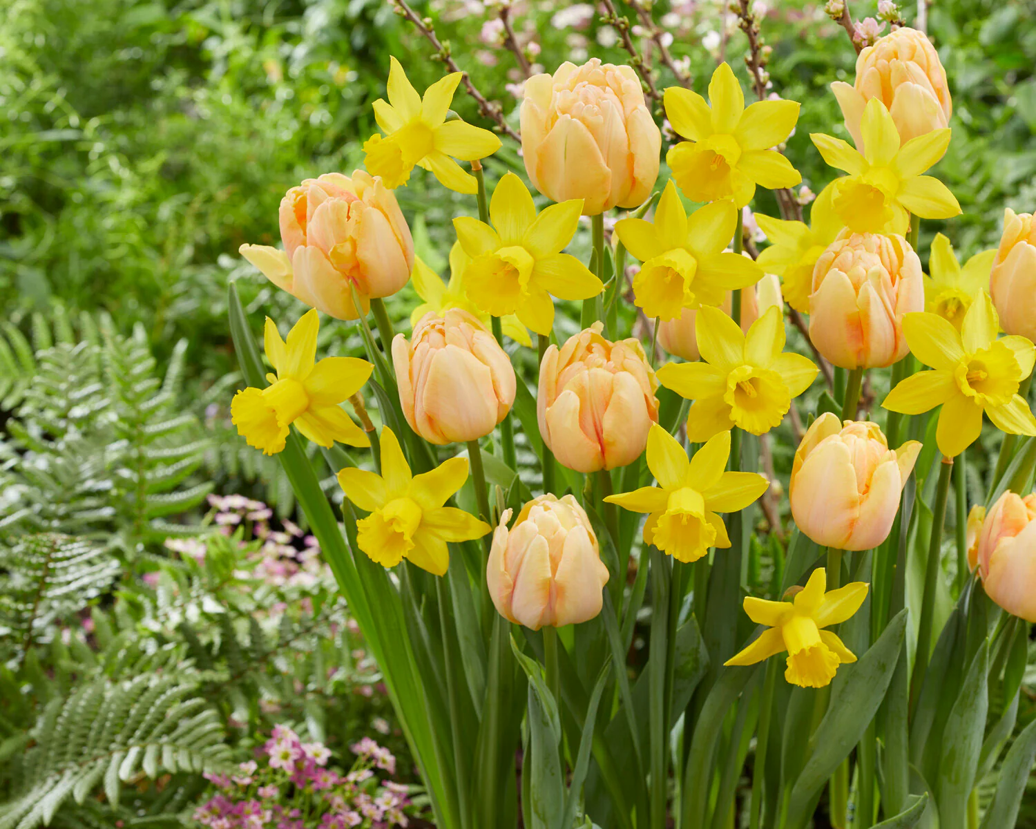Tulip 'Foxy Foxtrot' - Image 8