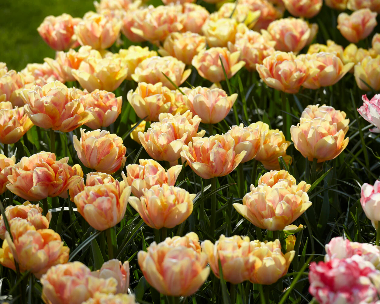 Tulip 'Foxy Foxtrot' - Image 9