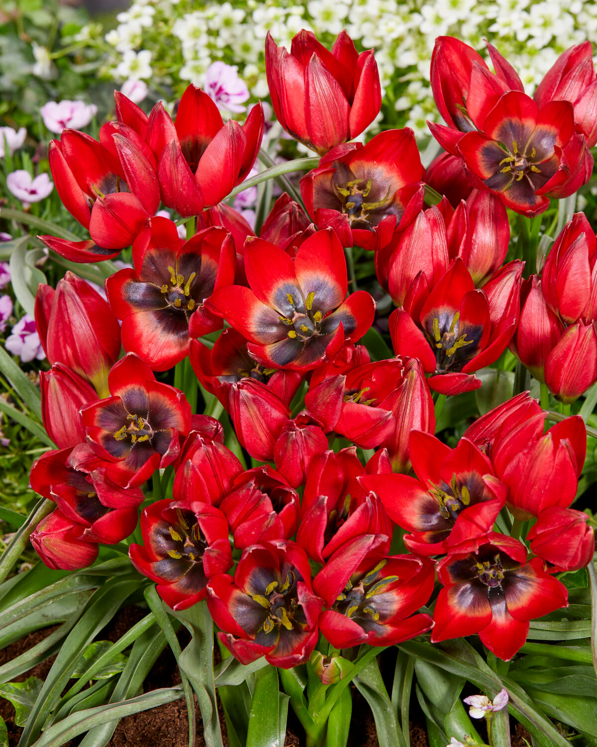 Tulip 'Francisca' - Image 3