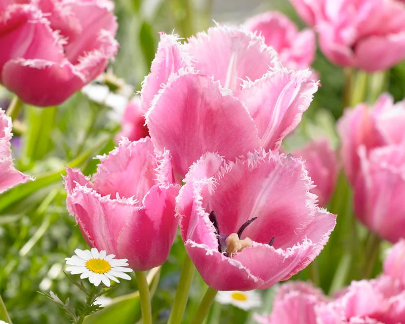 Tulip 'Fringed Family' - Image 2