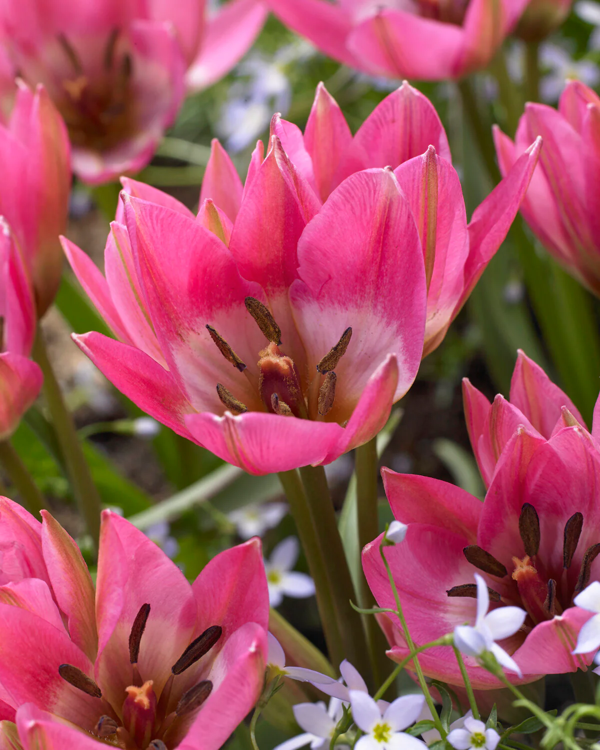 Tulip 'Garden of Clusius' - Image 3