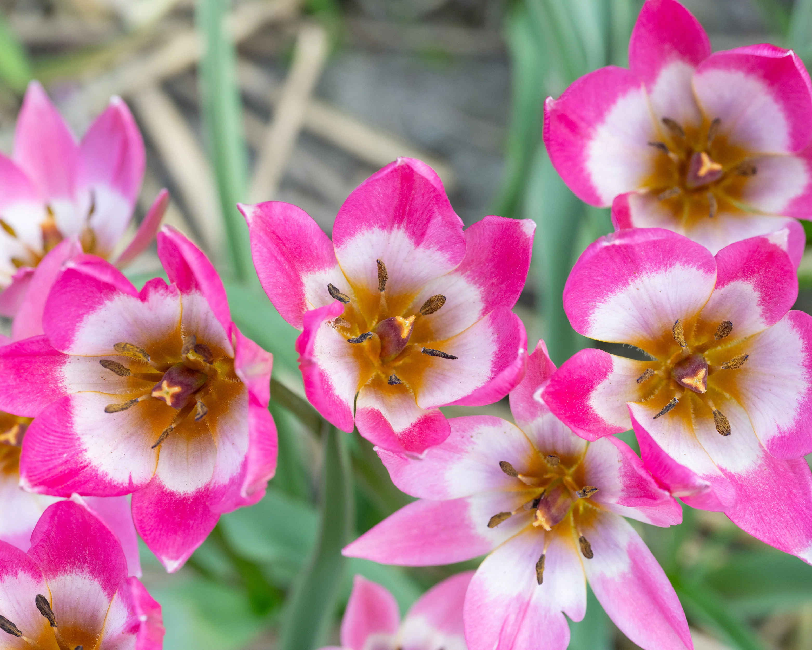 Tulip 'Garden of Clusius' - Image 4