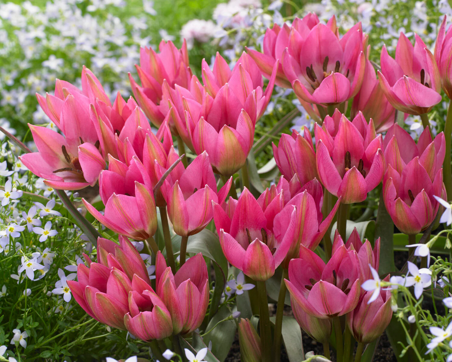 Tulip 'Garden of Clusius' - Image 5