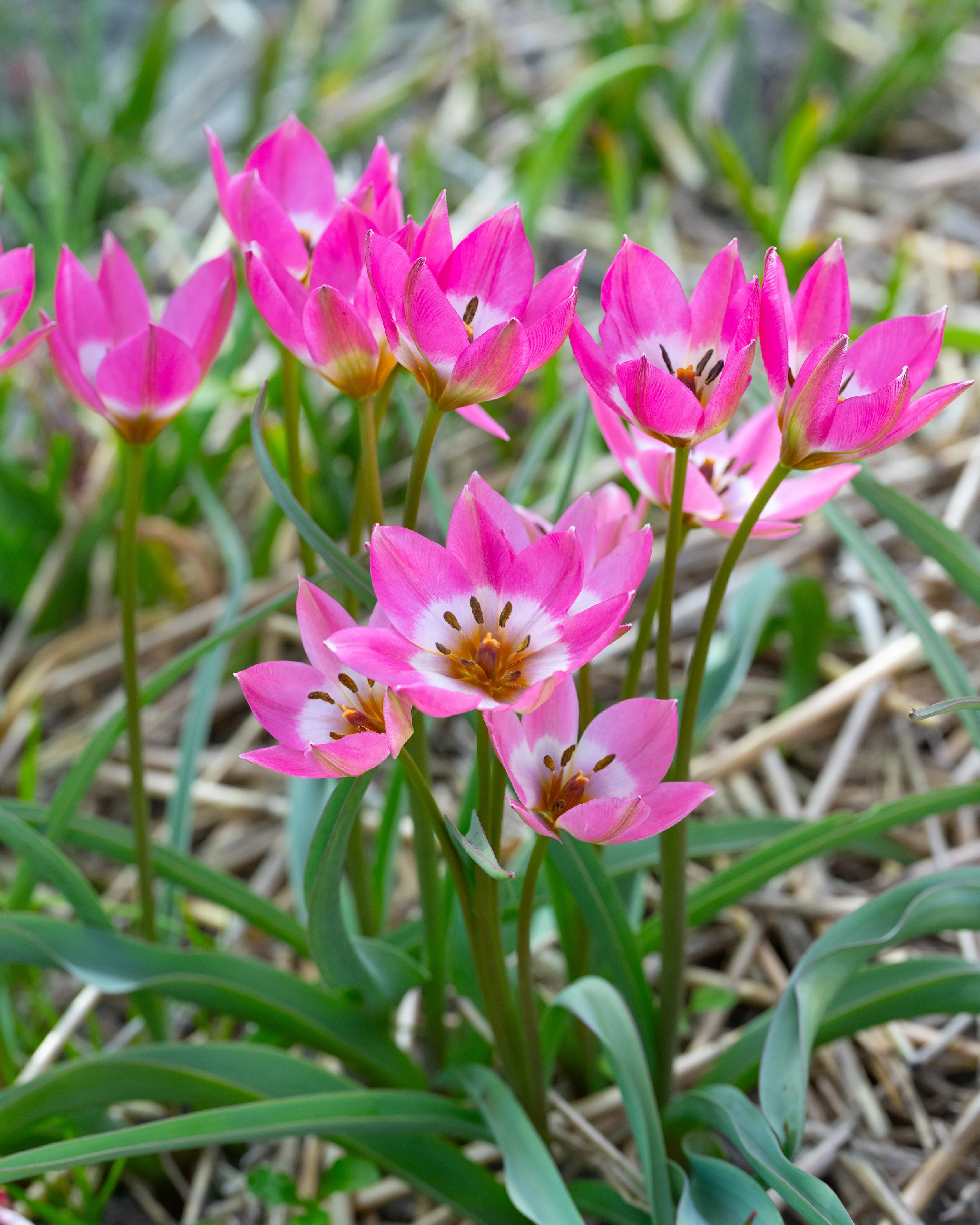 Tulip 'Garden of Clusius' - Image 6