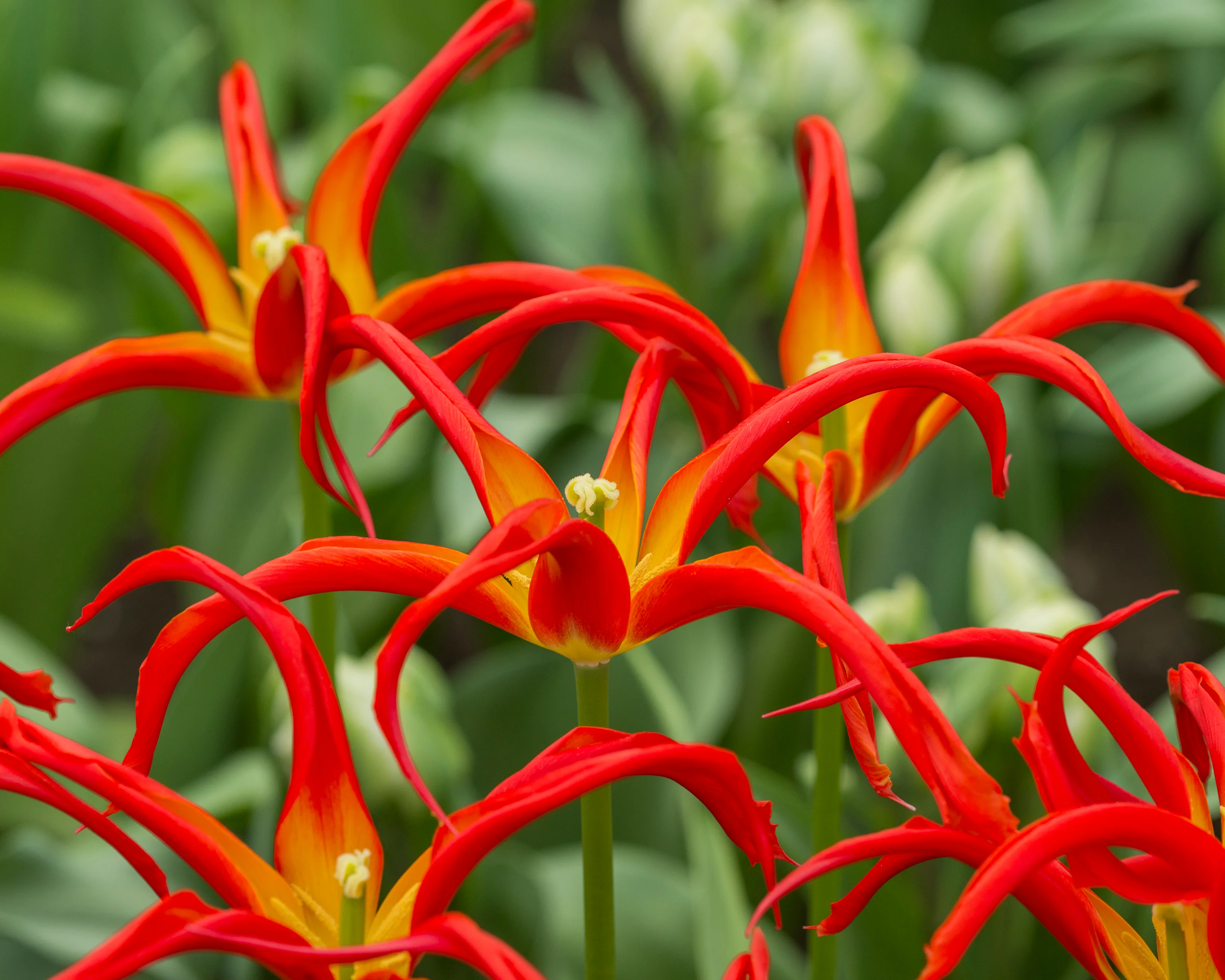 Tulip 'Go Go Red' - Image 4